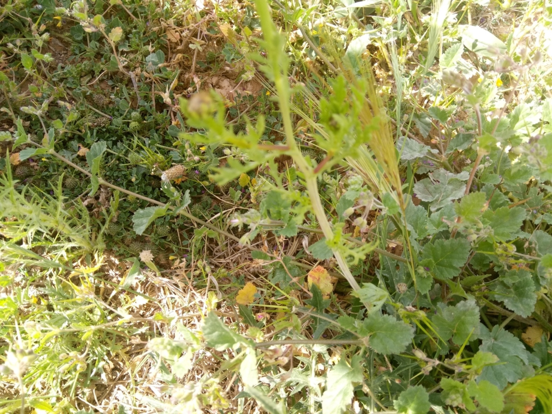 Garland Daisy — photo 19