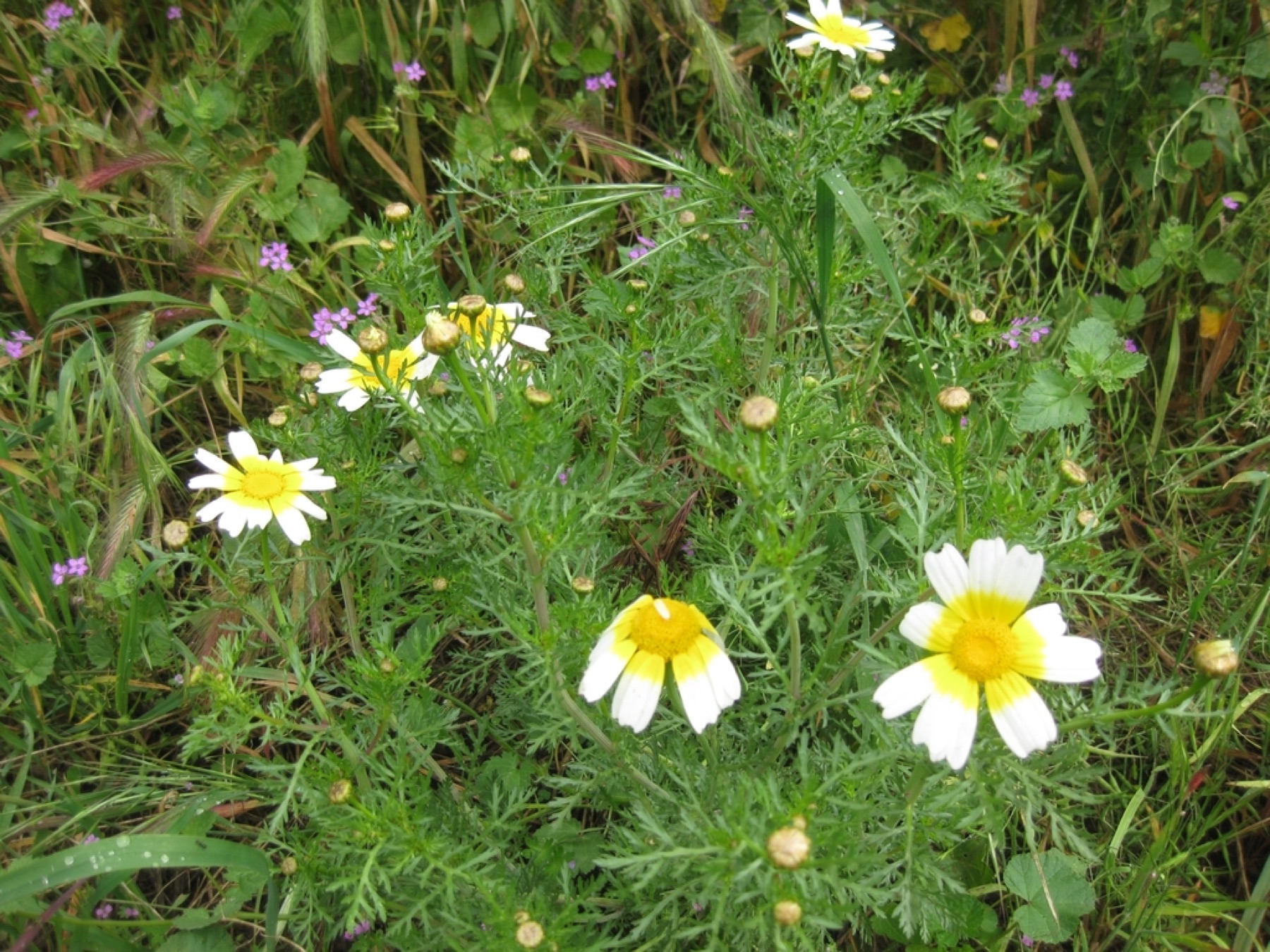 Garland Daisy