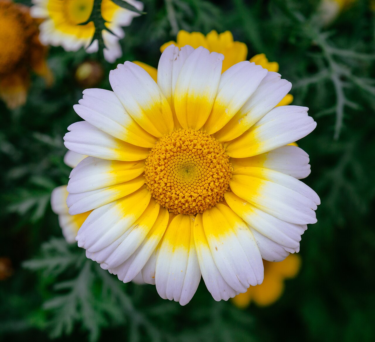 Garland Daisy — photo 3