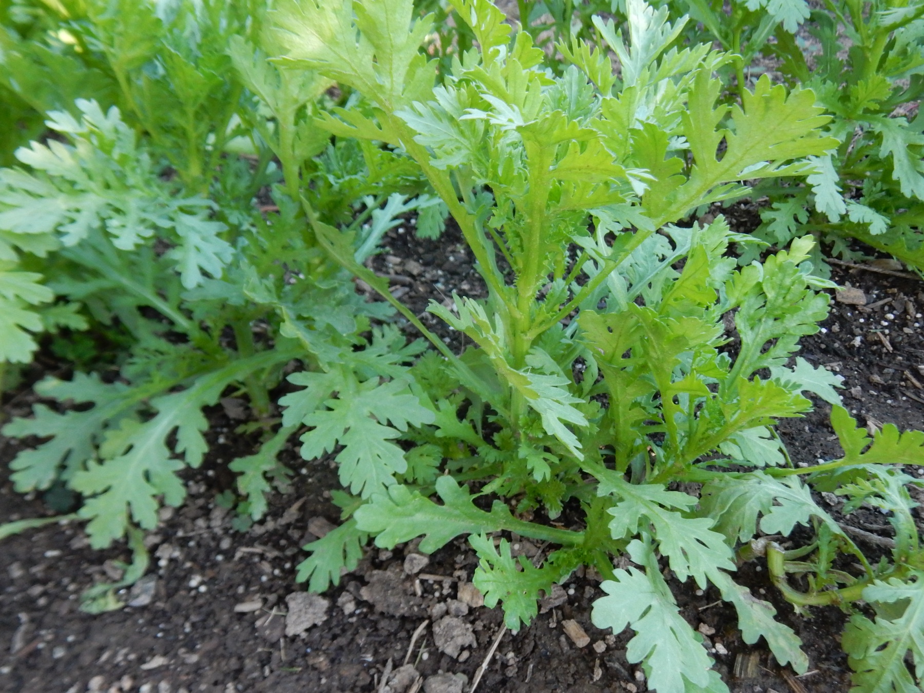 Garland Daisy — photo 20