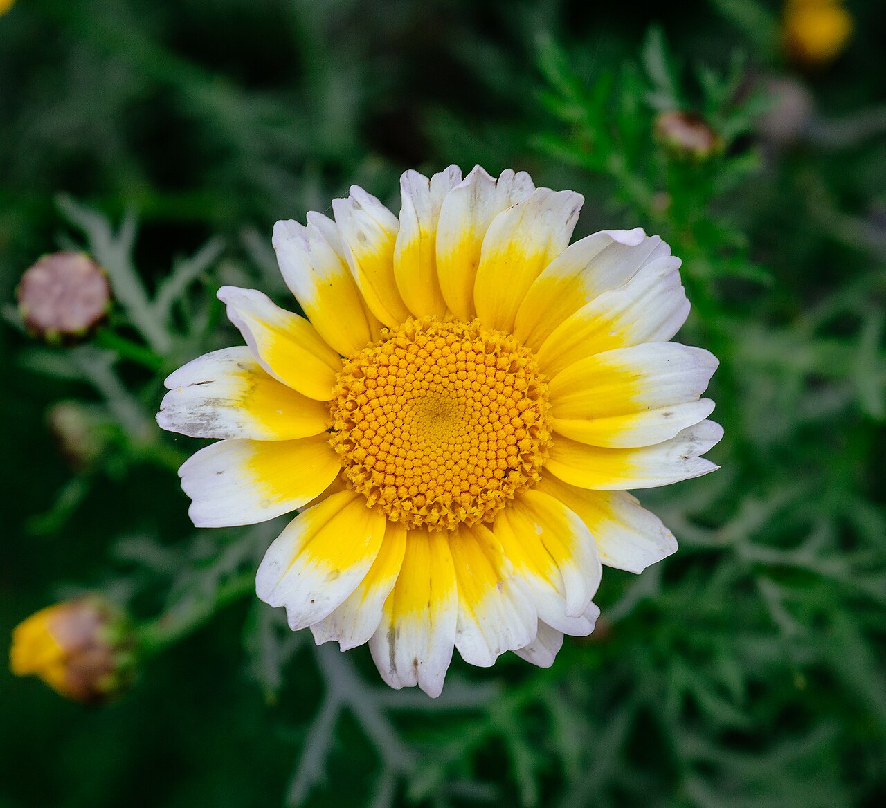 Garland Daisy — photo 4