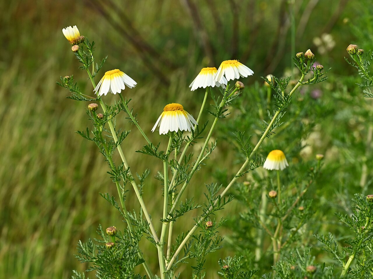 Garland Daisy — photo 5