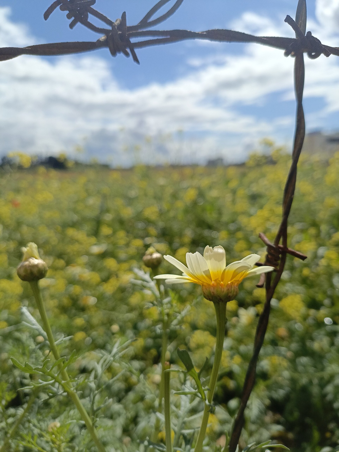 Garland Daisy — photo 6