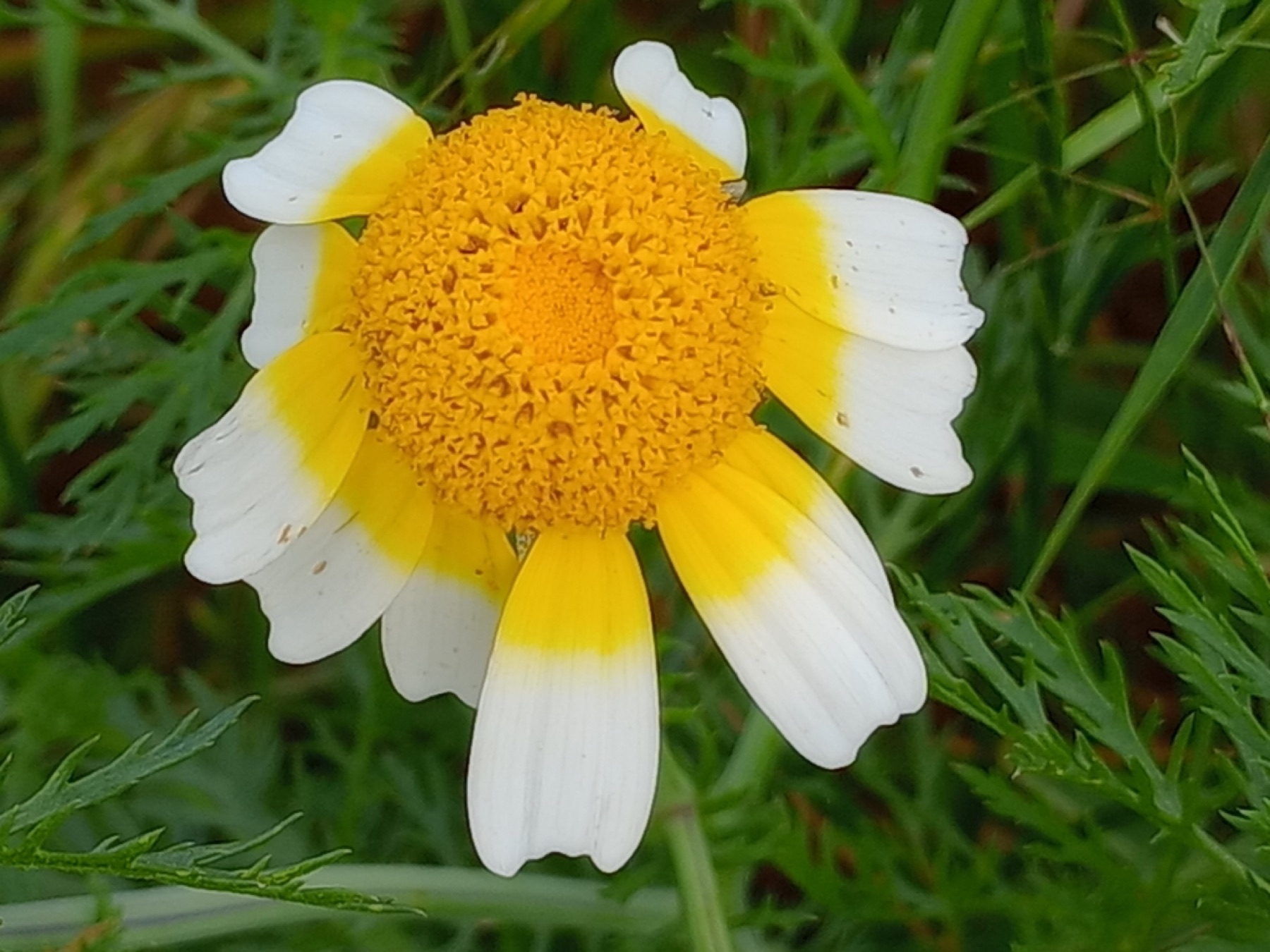 Garland Daisy — photo 8