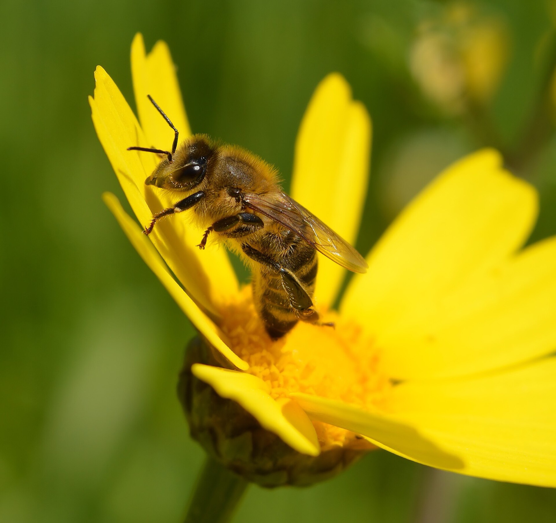 Garland Daisy — photo 10