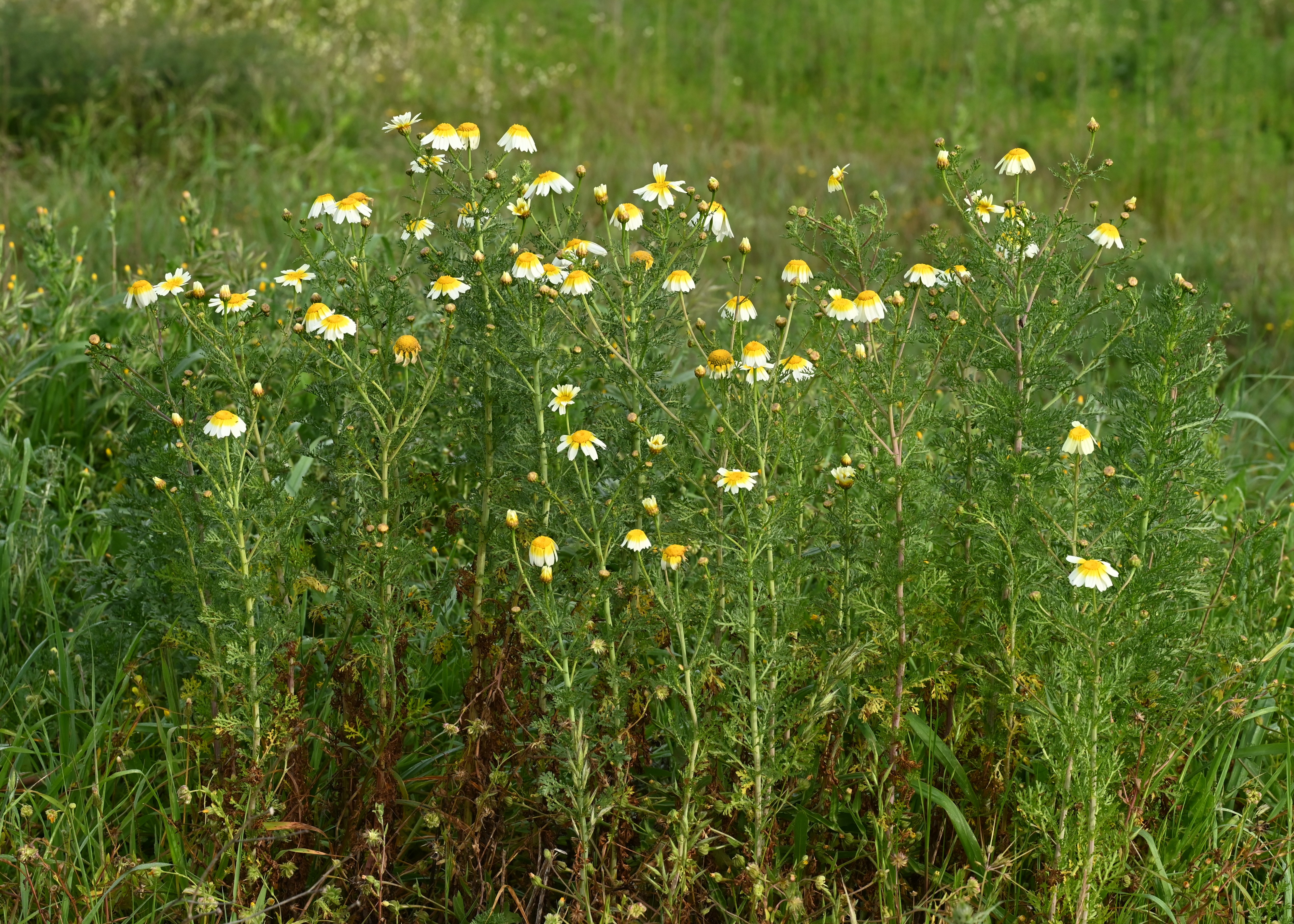 Garland Daisy — photo 2