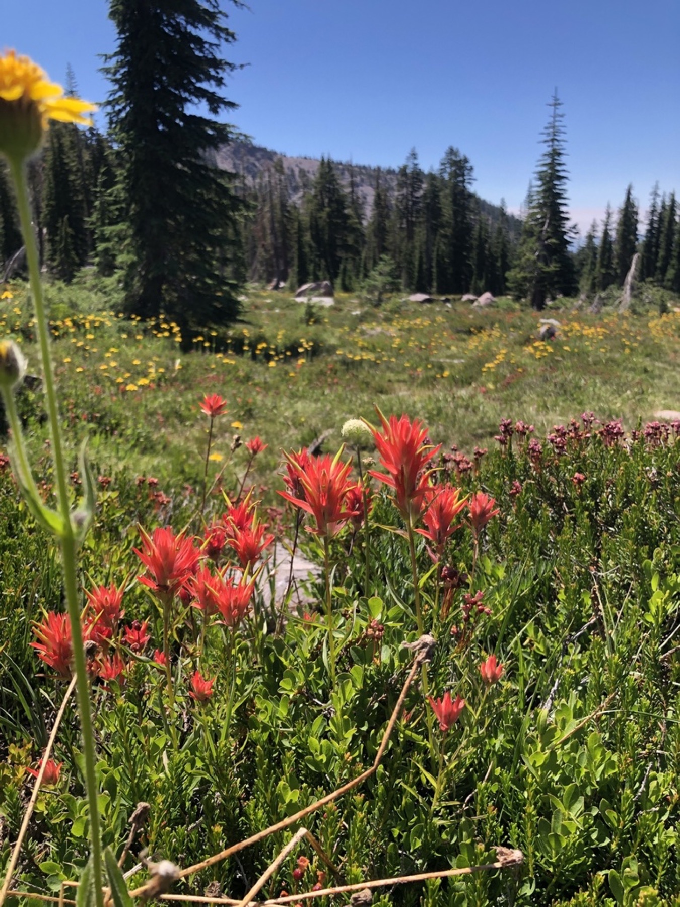 Giant Red Paintbrush