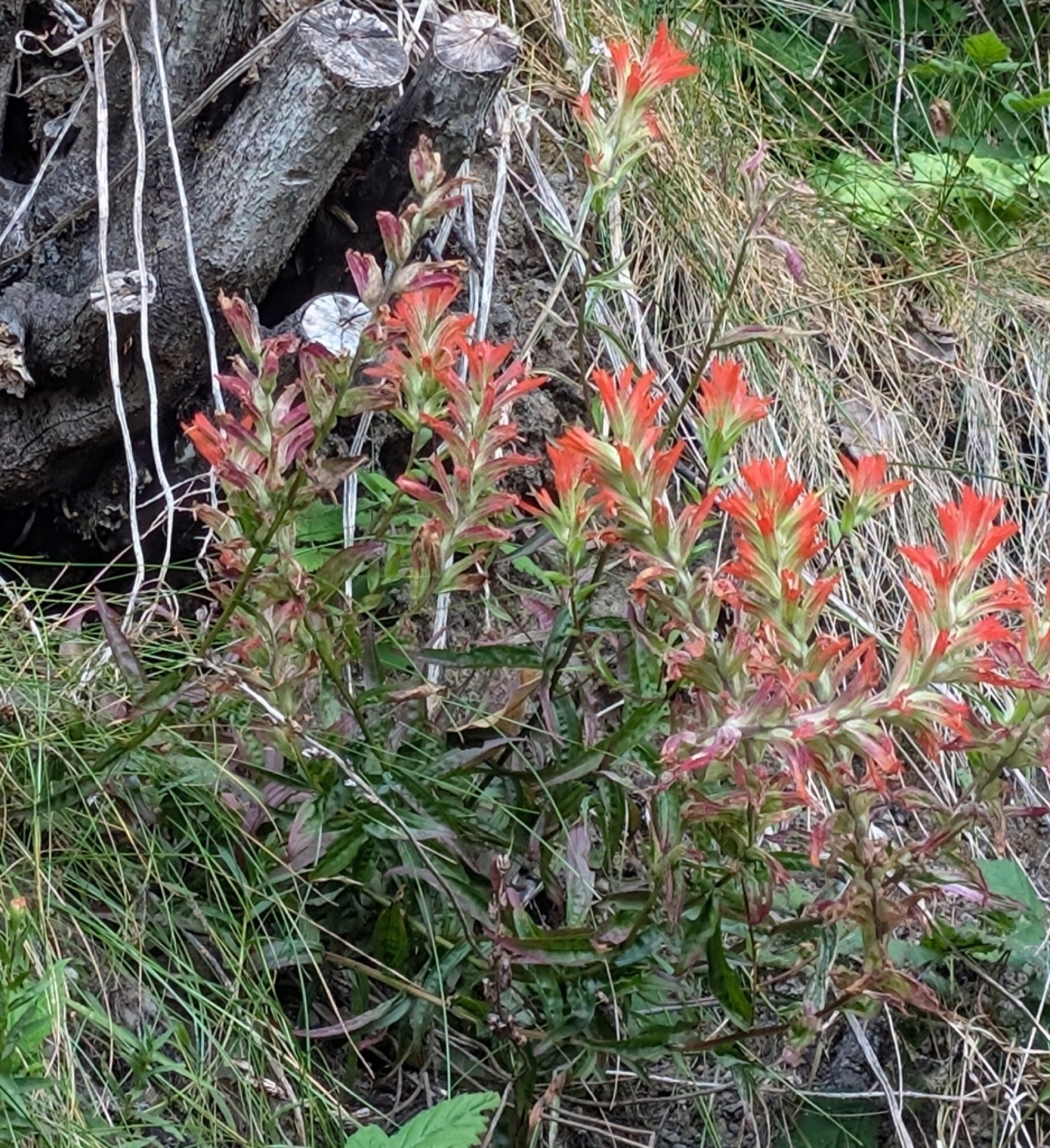 Giant Red Paintbrush — photo 2