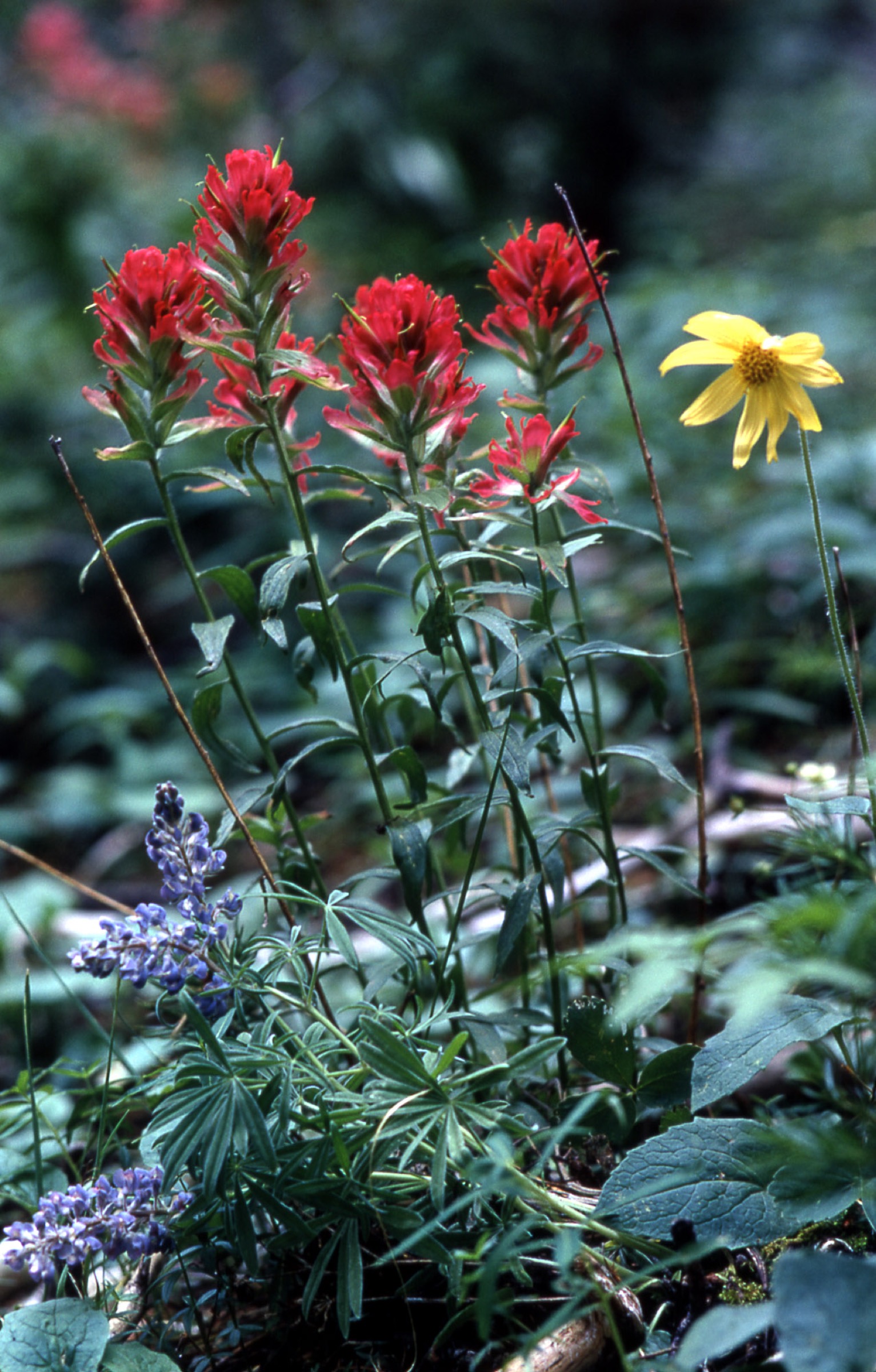 Giant Red Paintbrush
