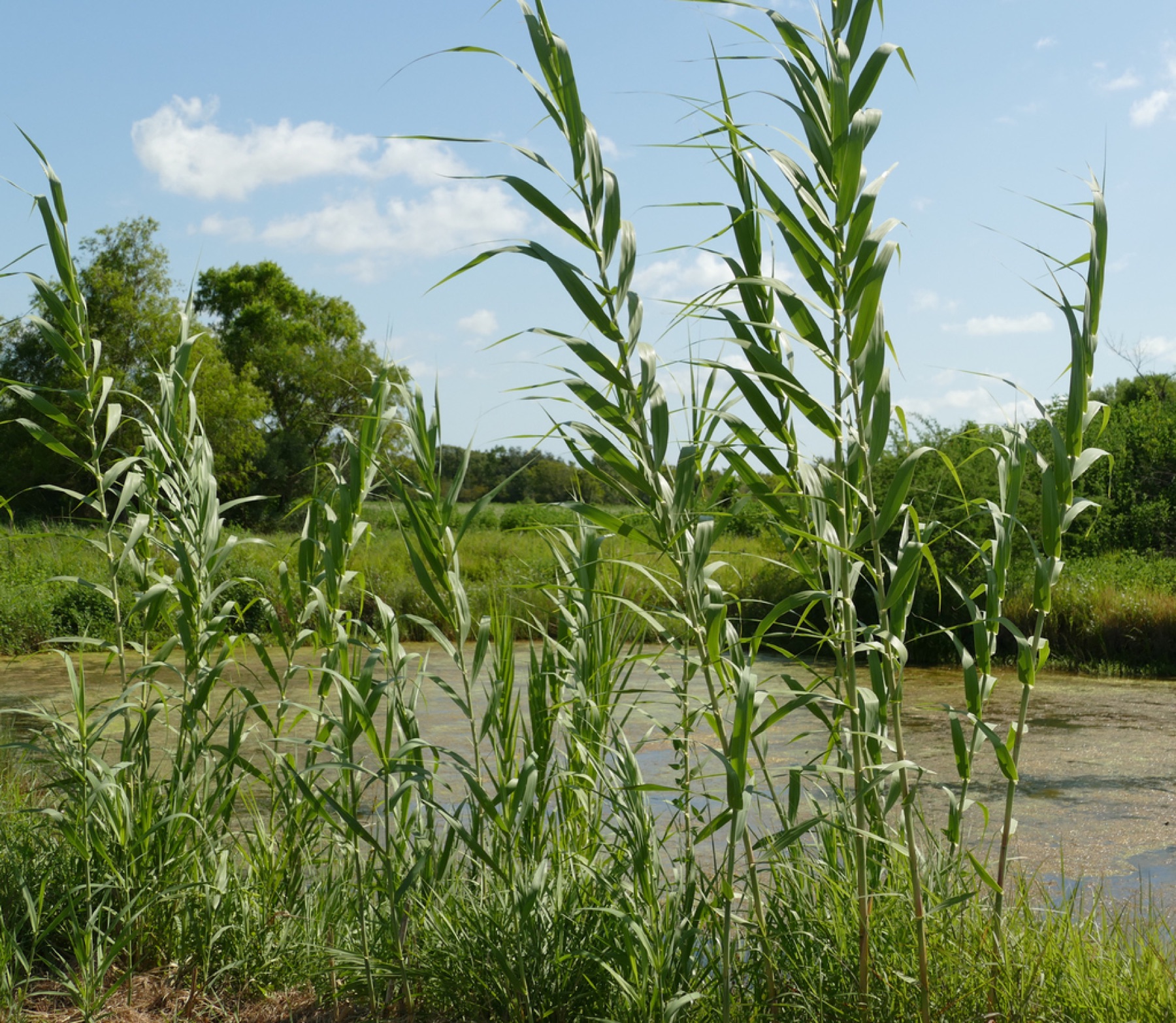 Giant Reed — photo 8