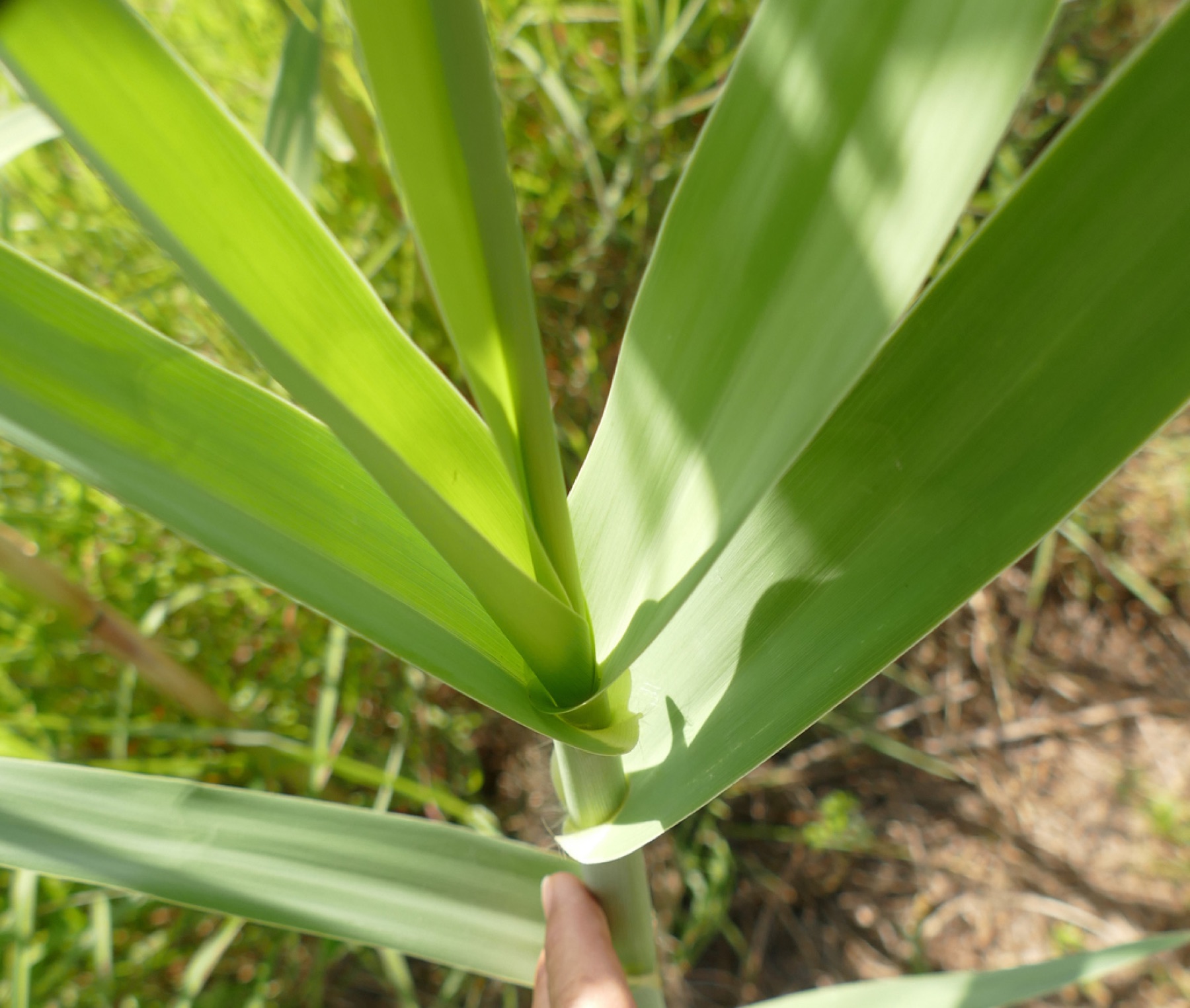 Giant Reed — photo 9