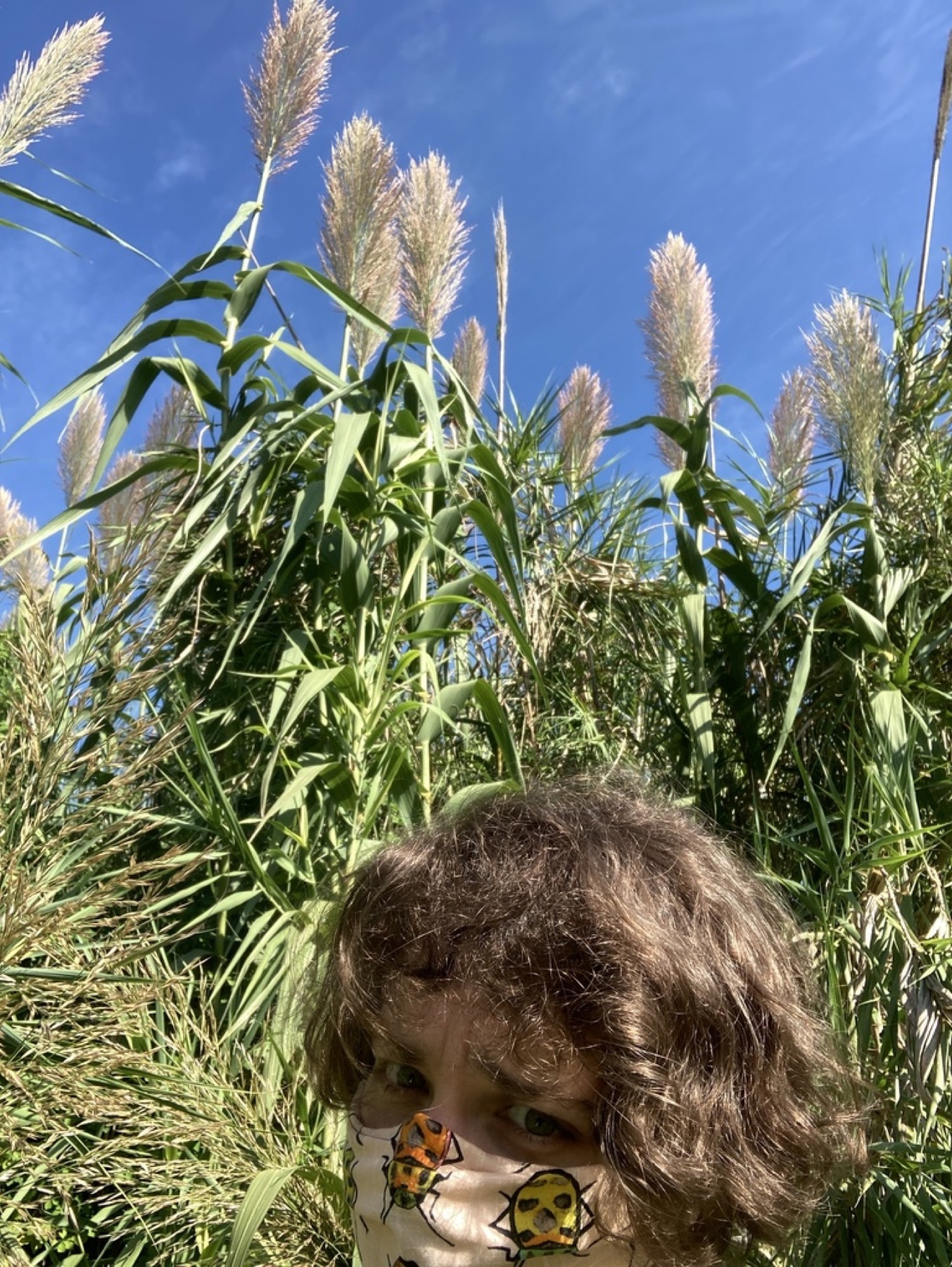 Giant Reed — photo 10