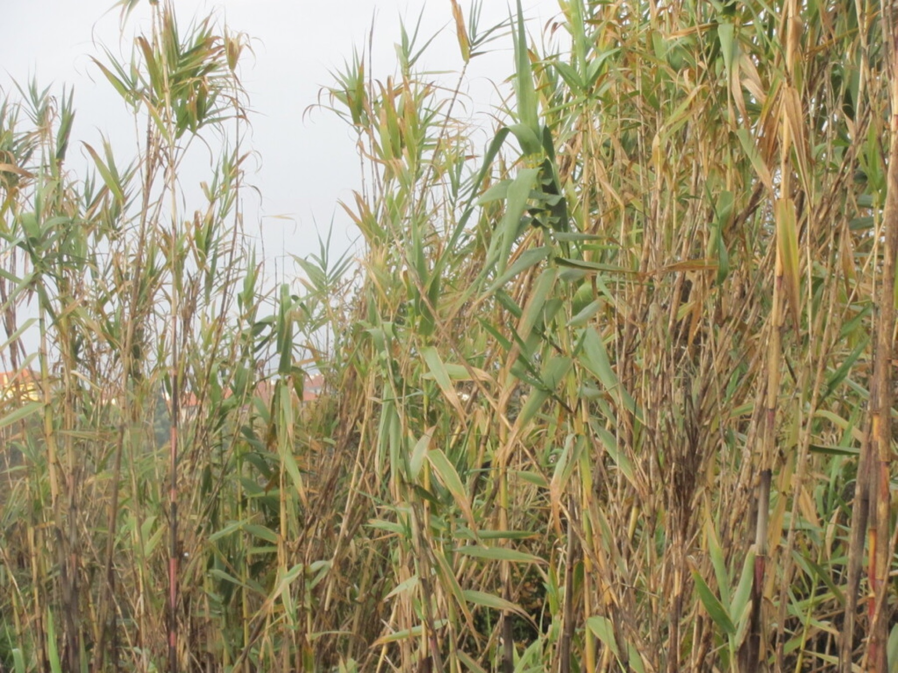 Giant Reed — photo 11