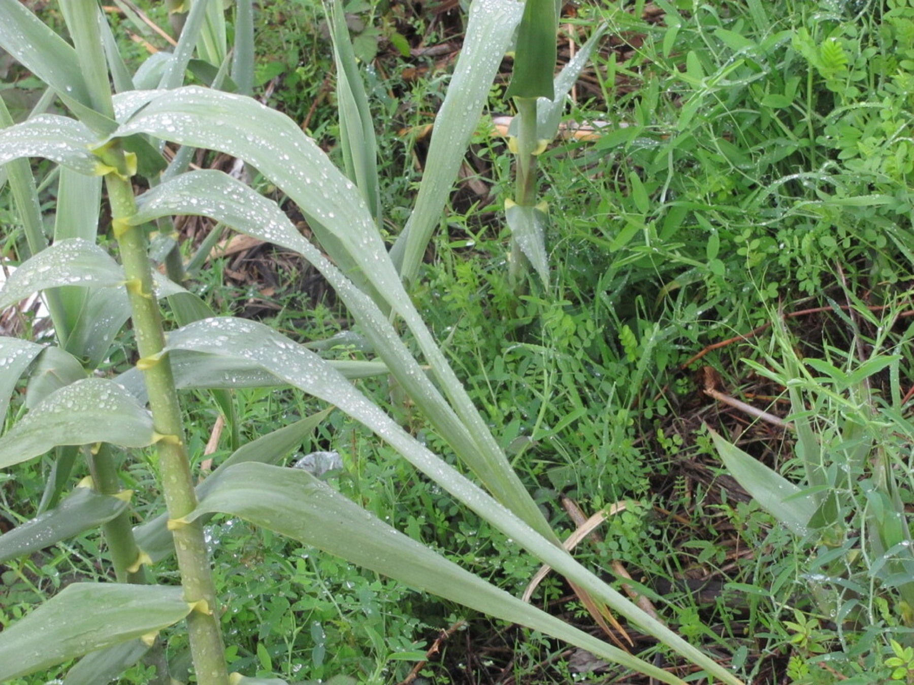 Giant Reed — photo 12