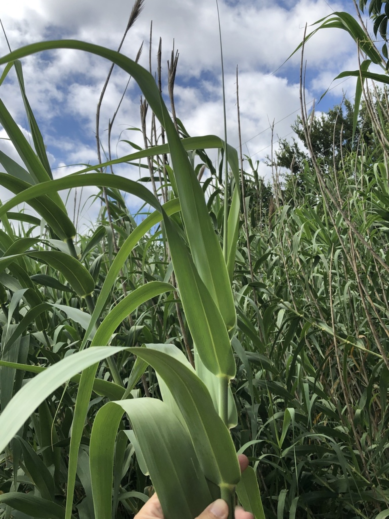 Giant Reed — photo 13