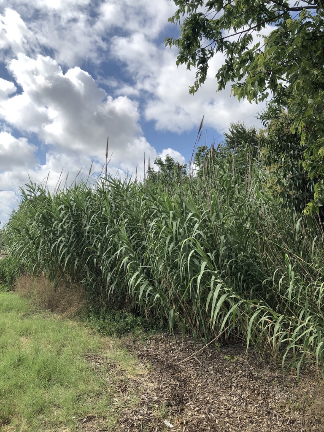 Giant Reed — photo 14