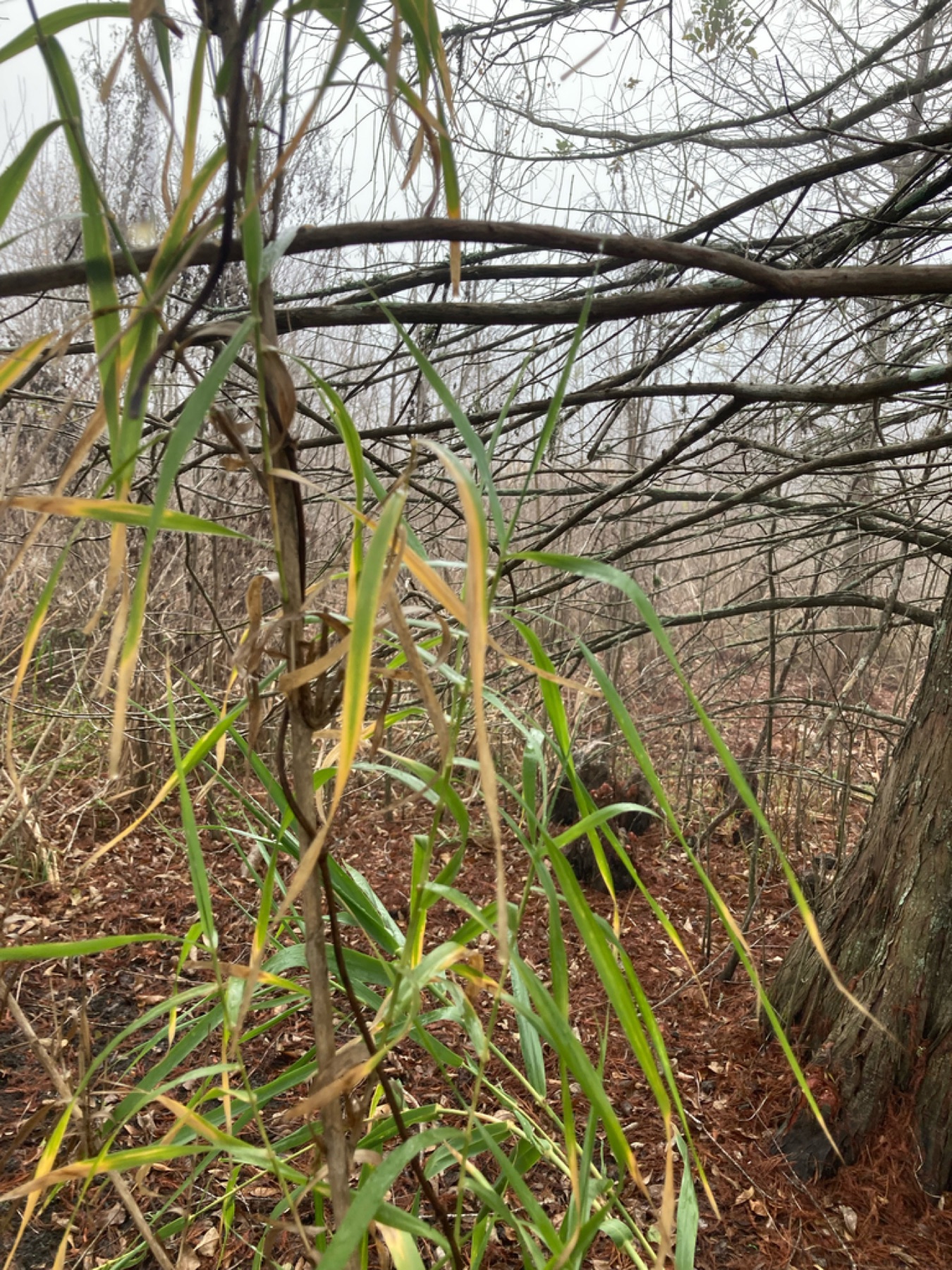 Giant Reed — photo 15