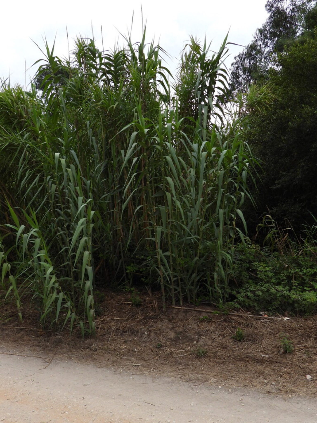 Giant Reed — photo 16