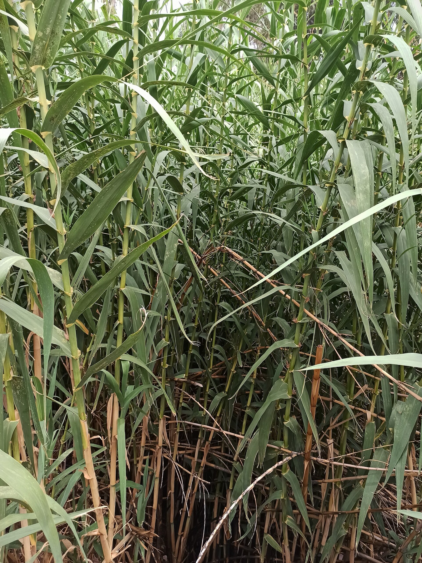 Giant Reed — photo 17