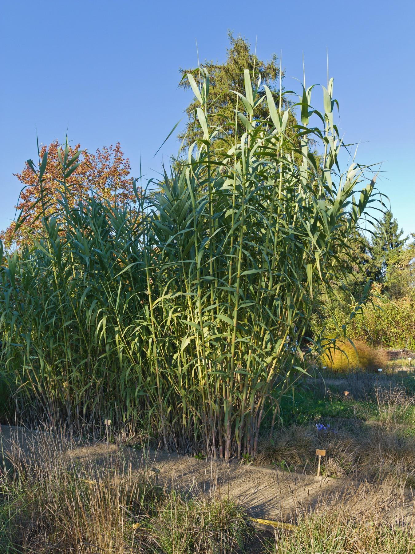 Giant Reed — photo 18