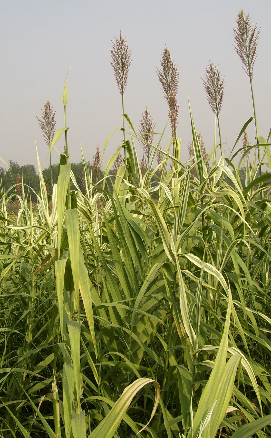 Giant Reed — photo 19
