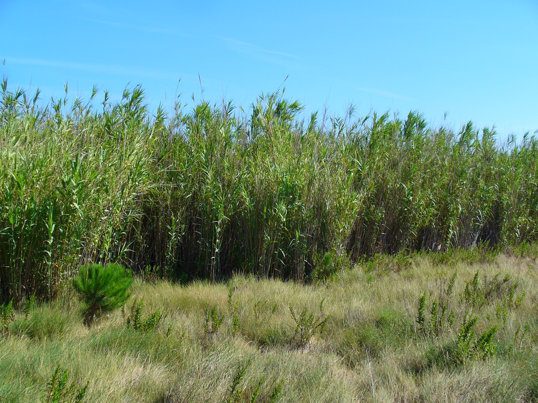 Giant Reed — photo 20