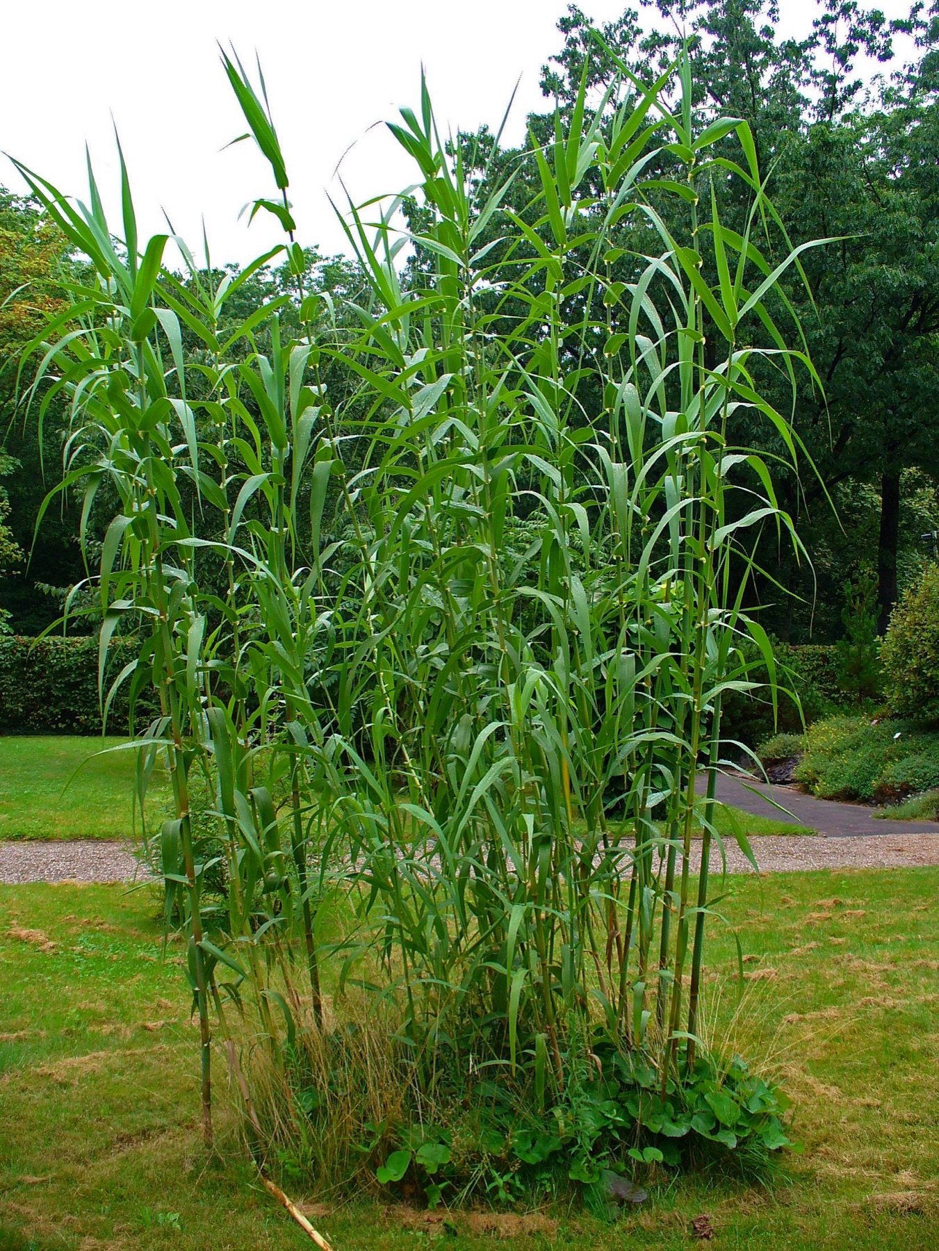Giant Reed — photo 21