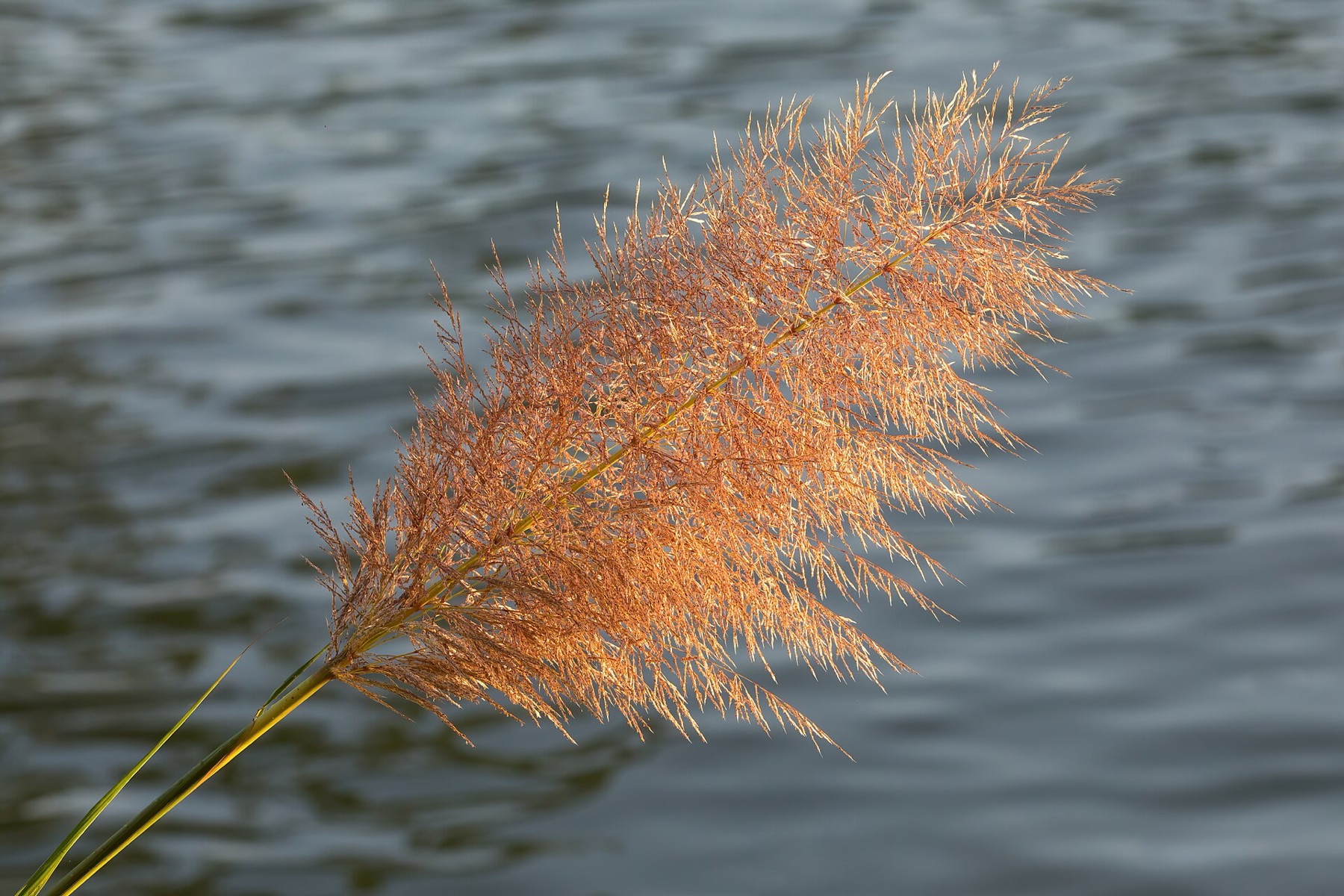 Giant Reed — photo 23