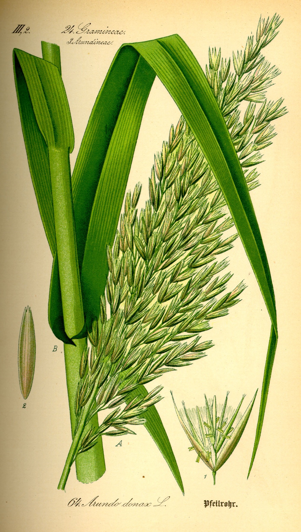 Giant Reed — photo 24