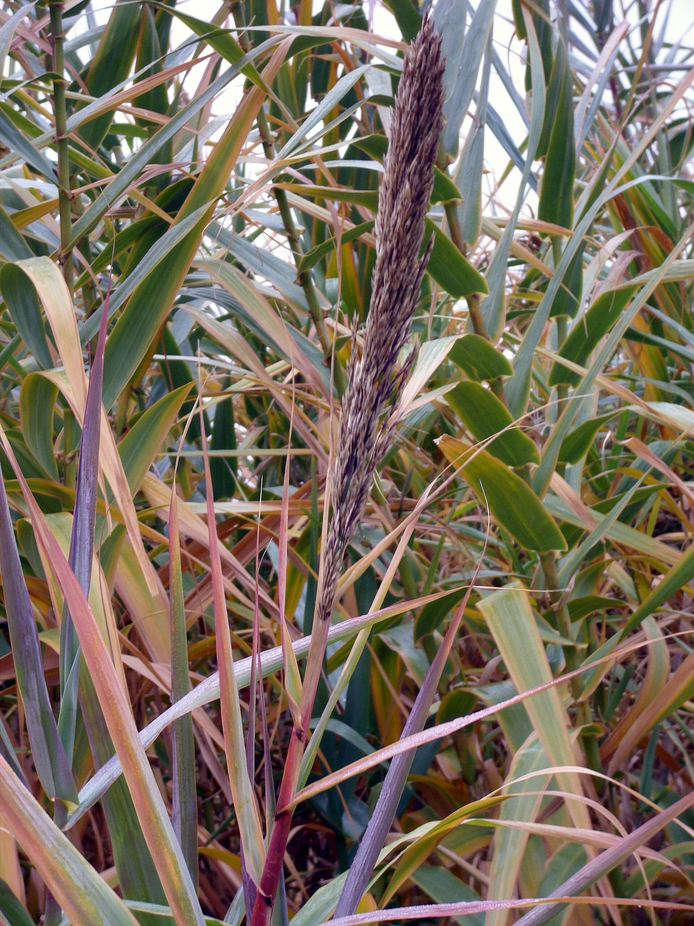 Giant Reed — photo 3