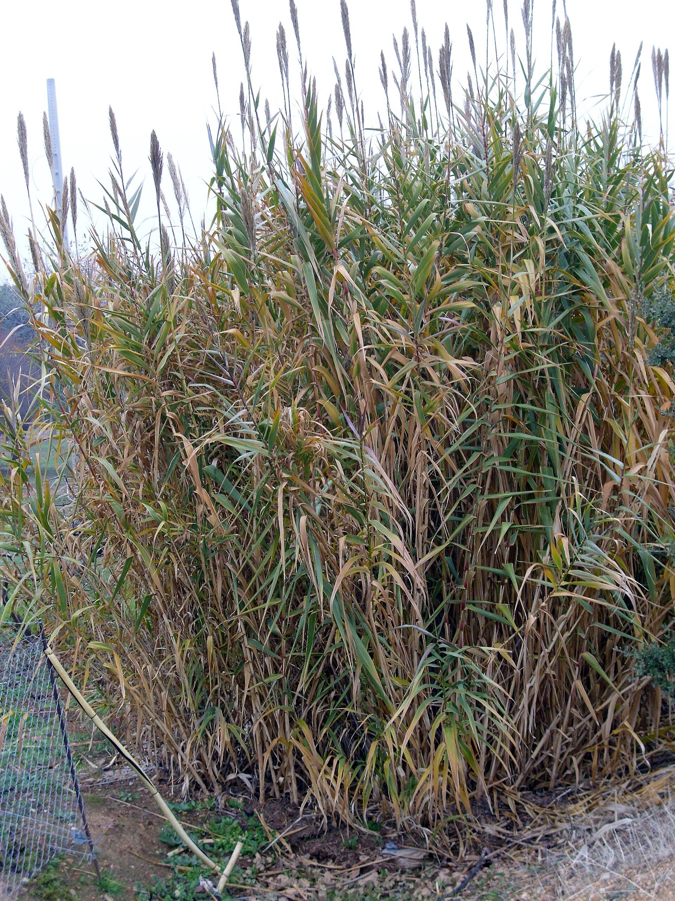 Giant Reed — photo 4