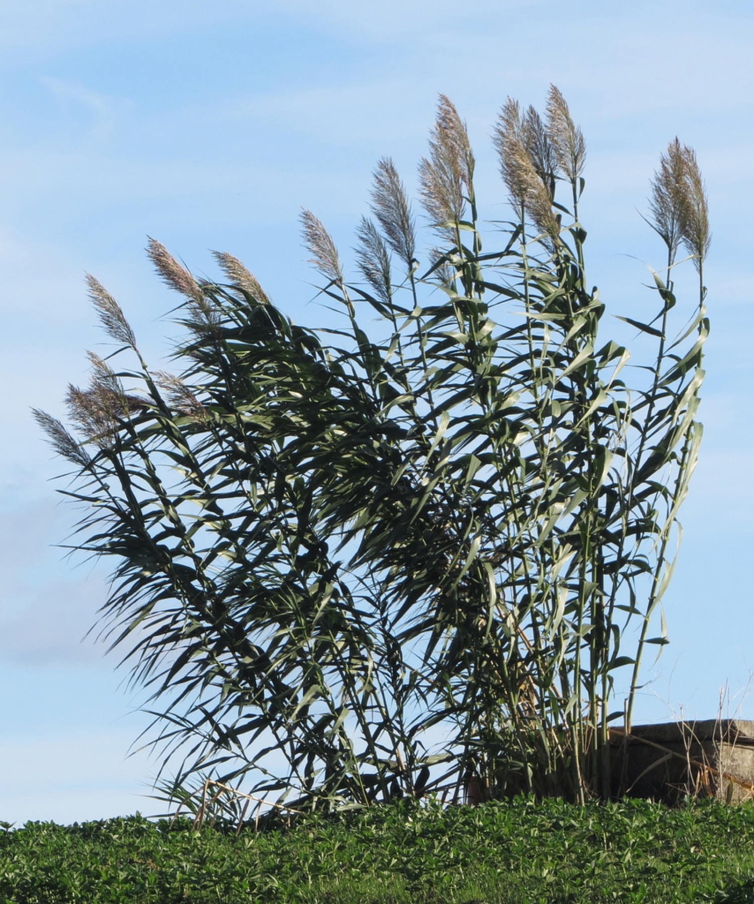 Giant Reed — photo 7