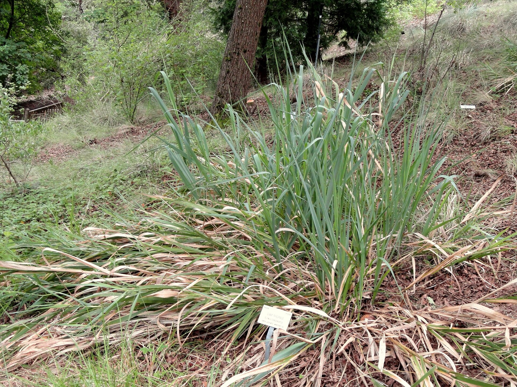 Giant Wild Rye — photo 6