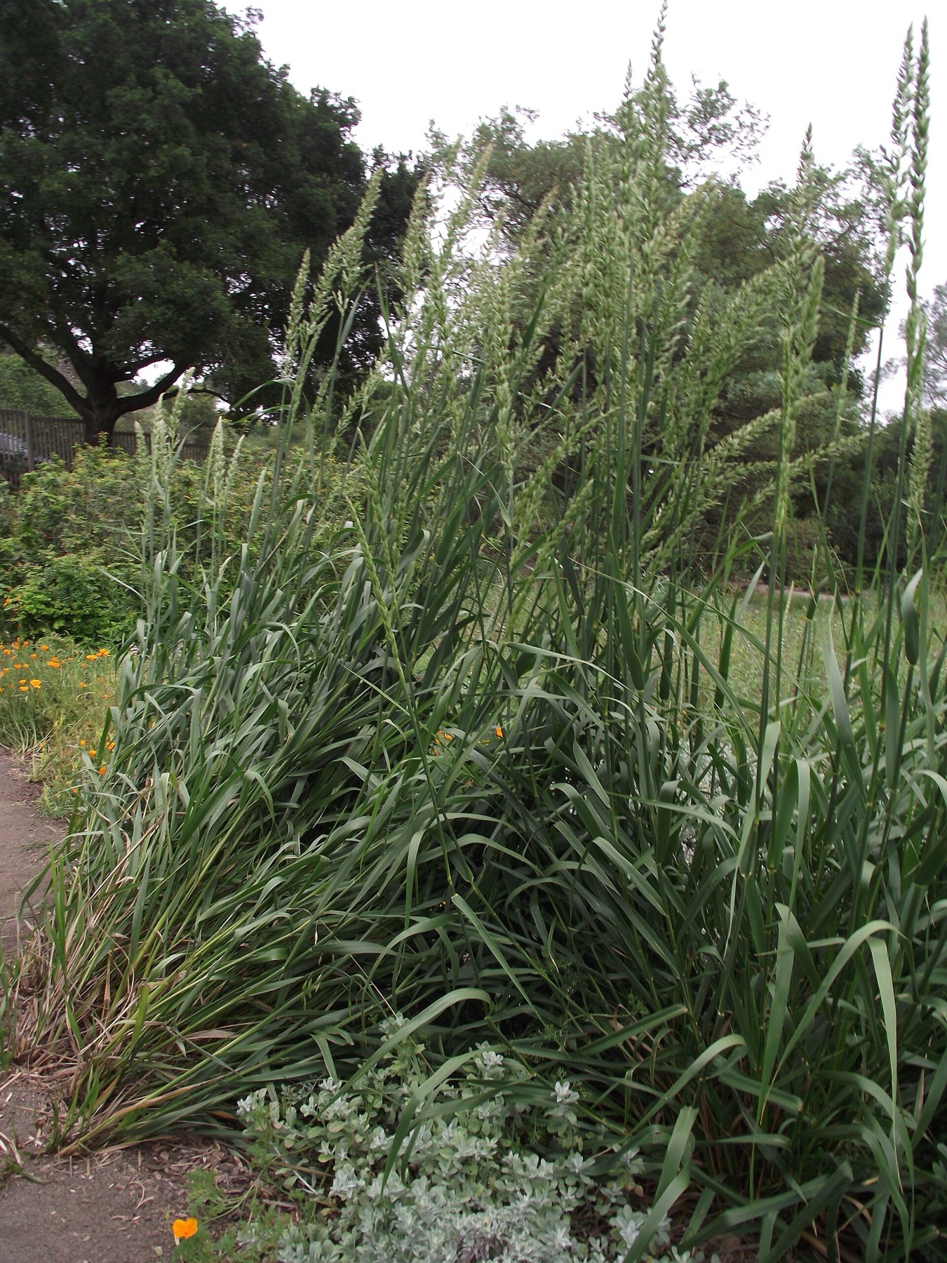 Giant Wild Rye — photo 7