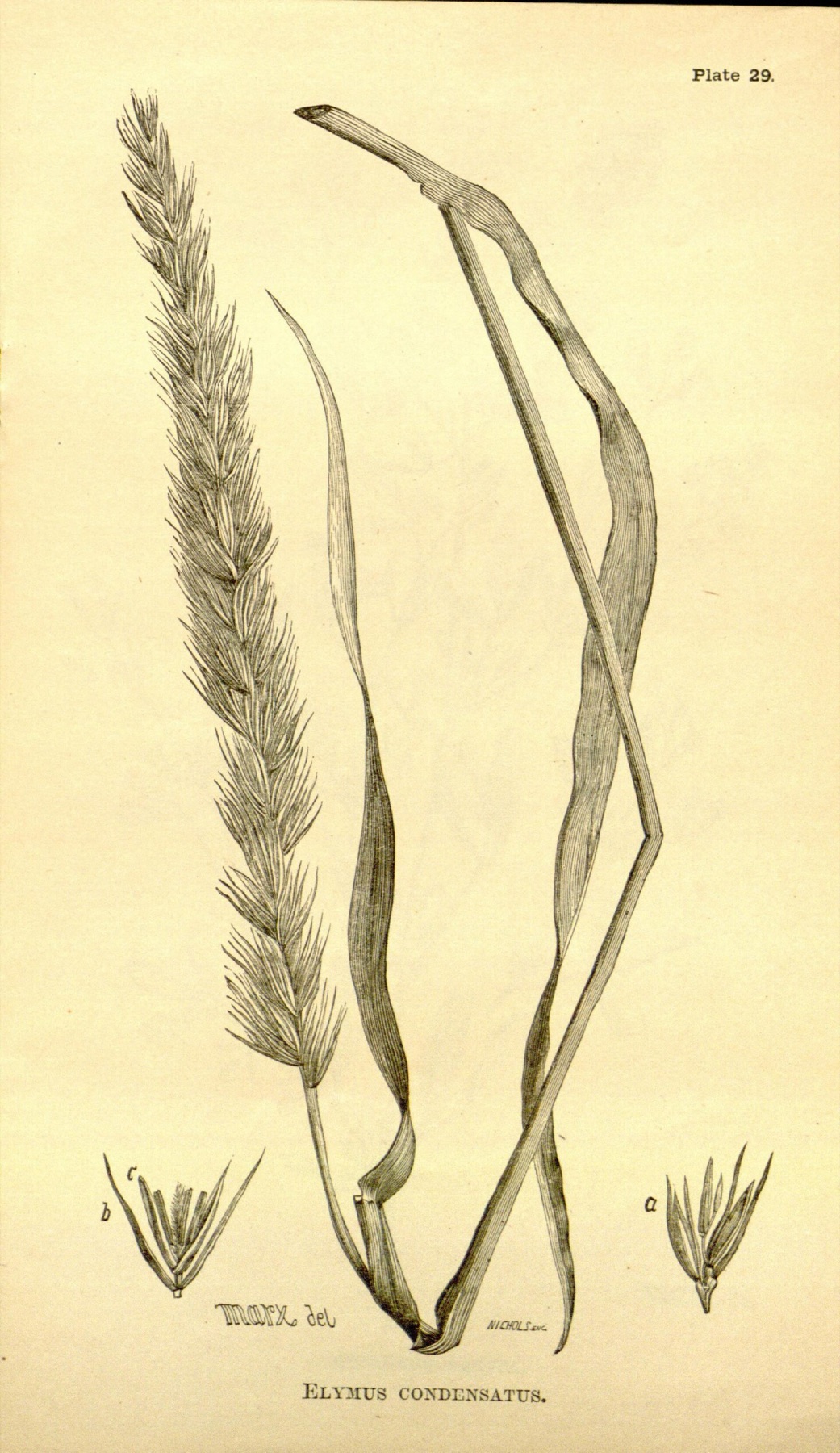 Giant Wild Rye — photo 8