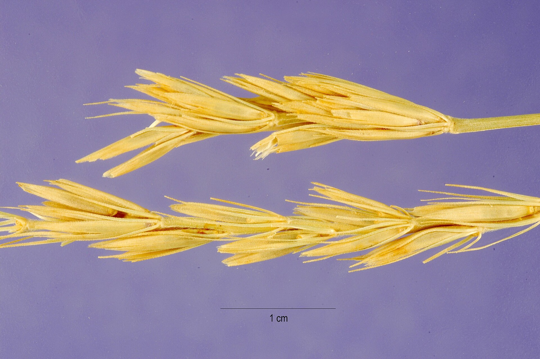 Giant Wild Rye — photo 9