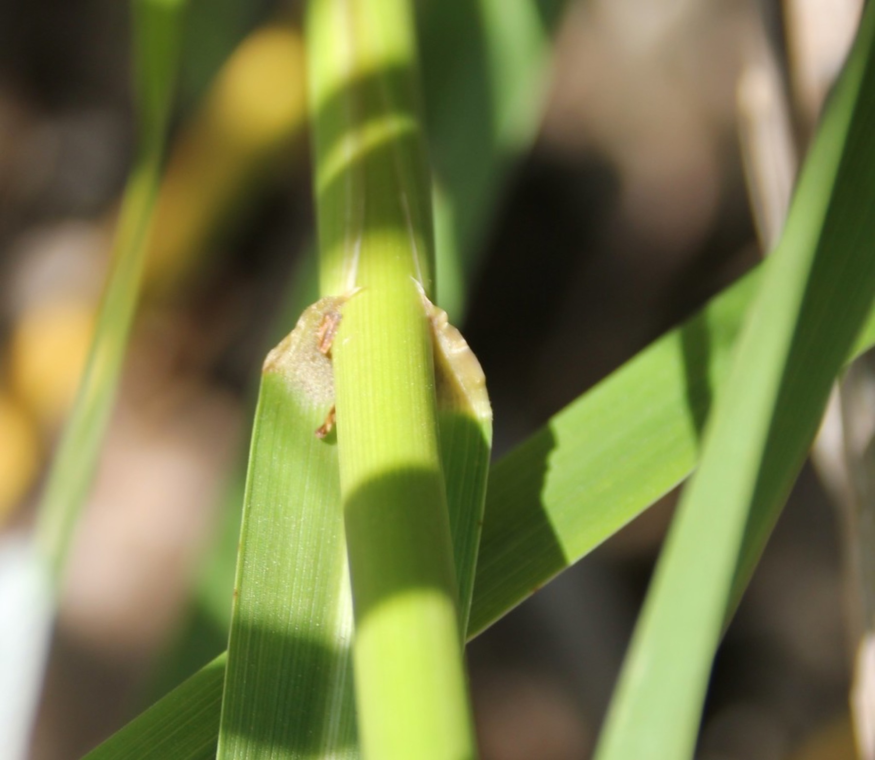 Giant Wild Rye — photo 10