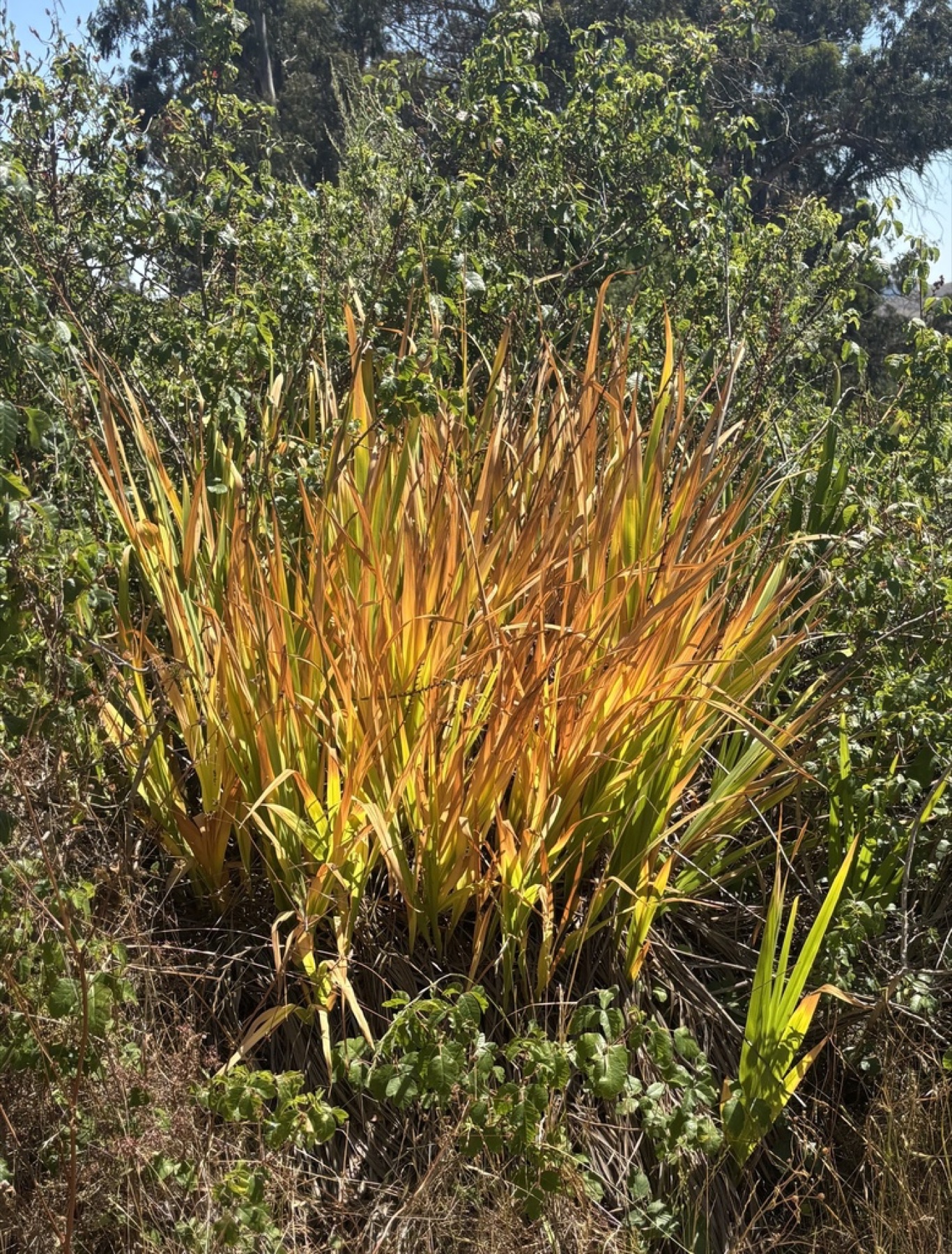 Giant Wild Rye — photo 11