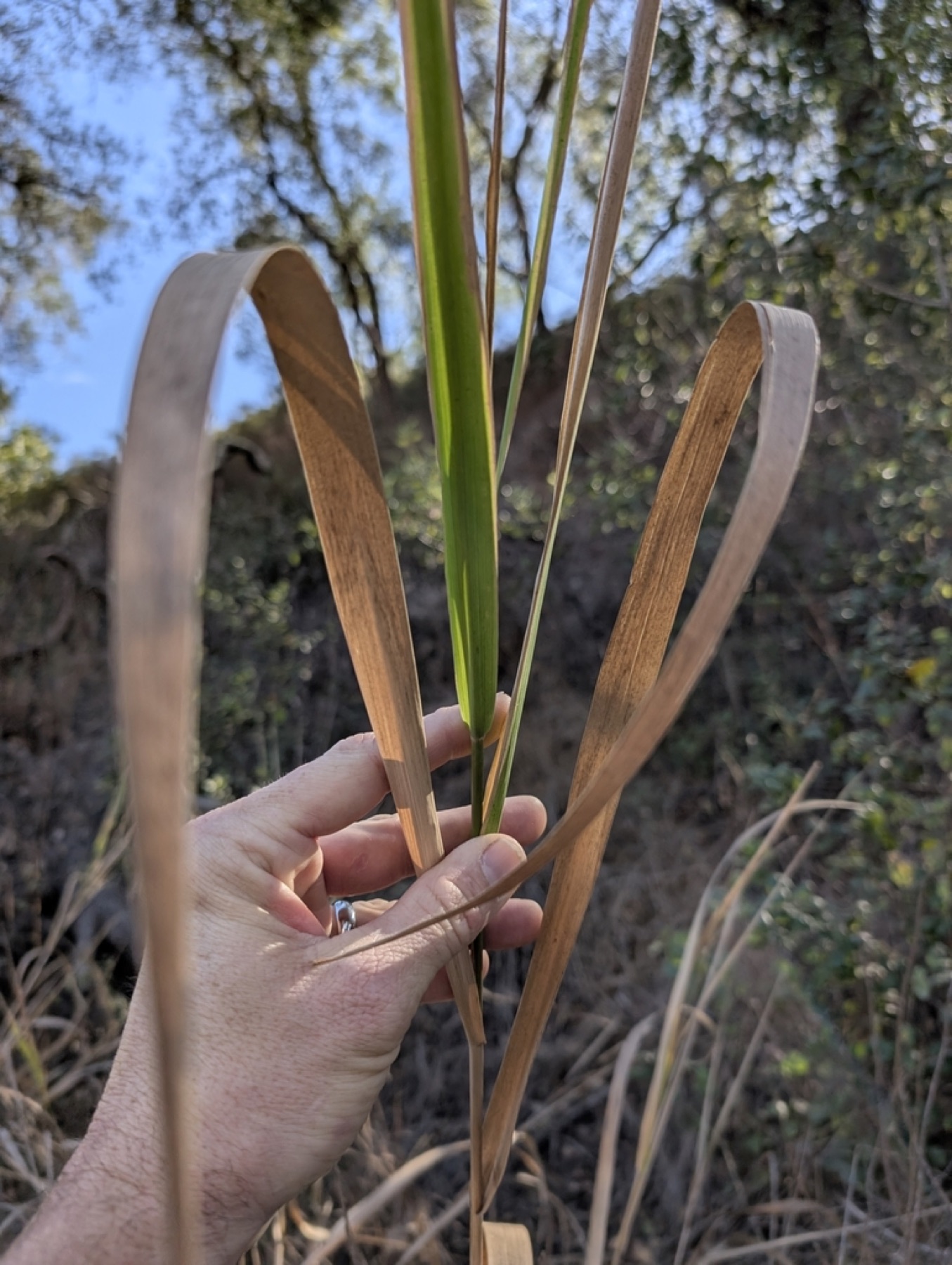Giant Wild Rye — photo 12