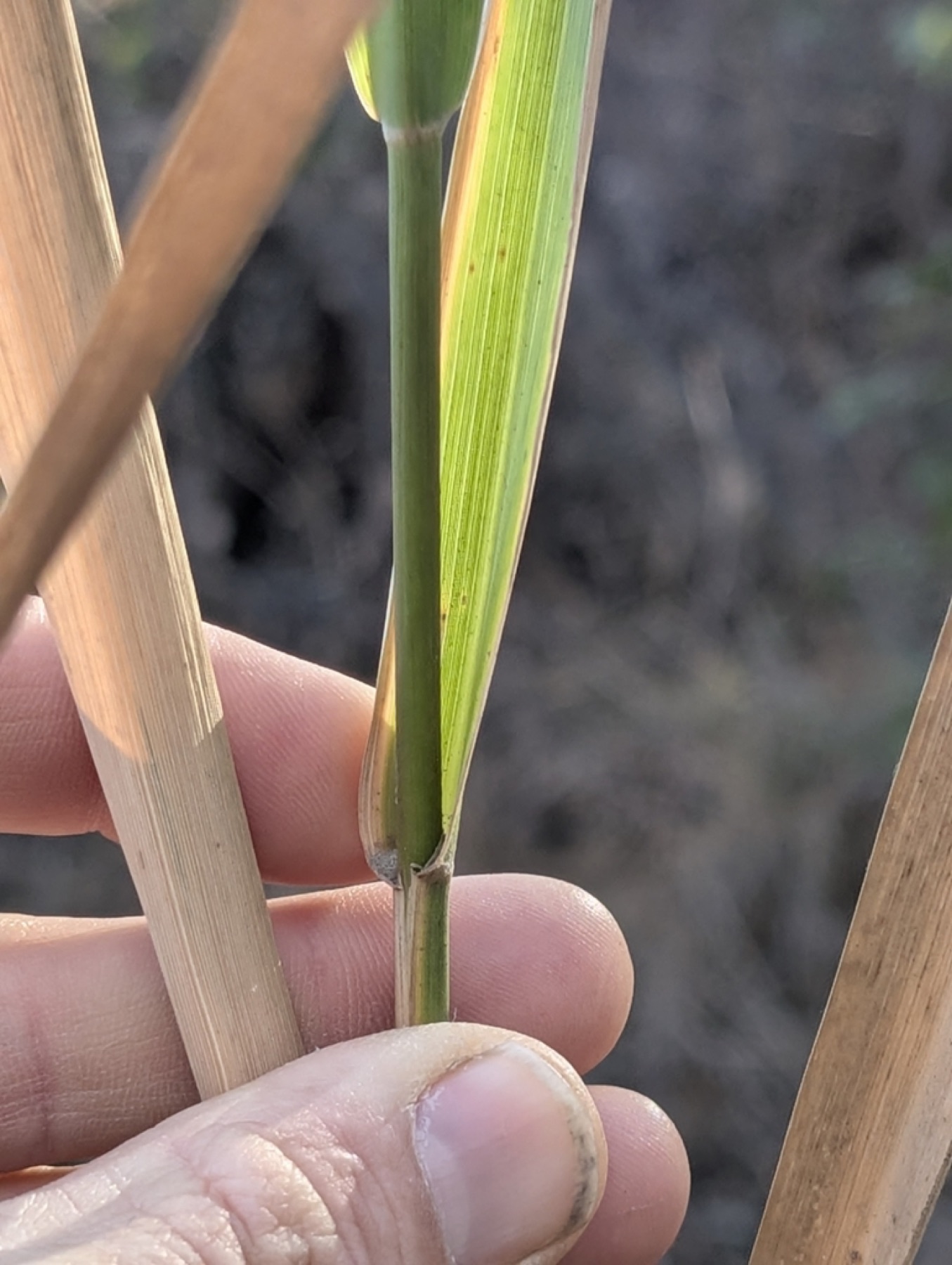 Giant Wild Rye — photo 13