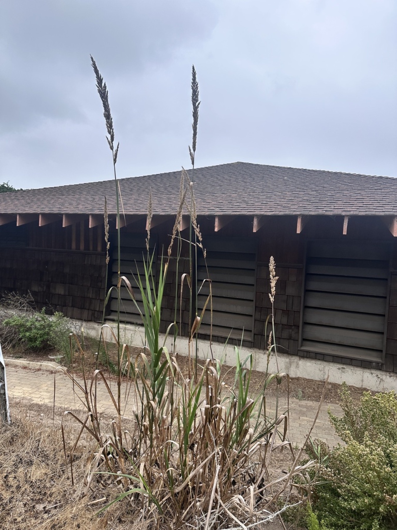Giant Wild Rye — photo 14