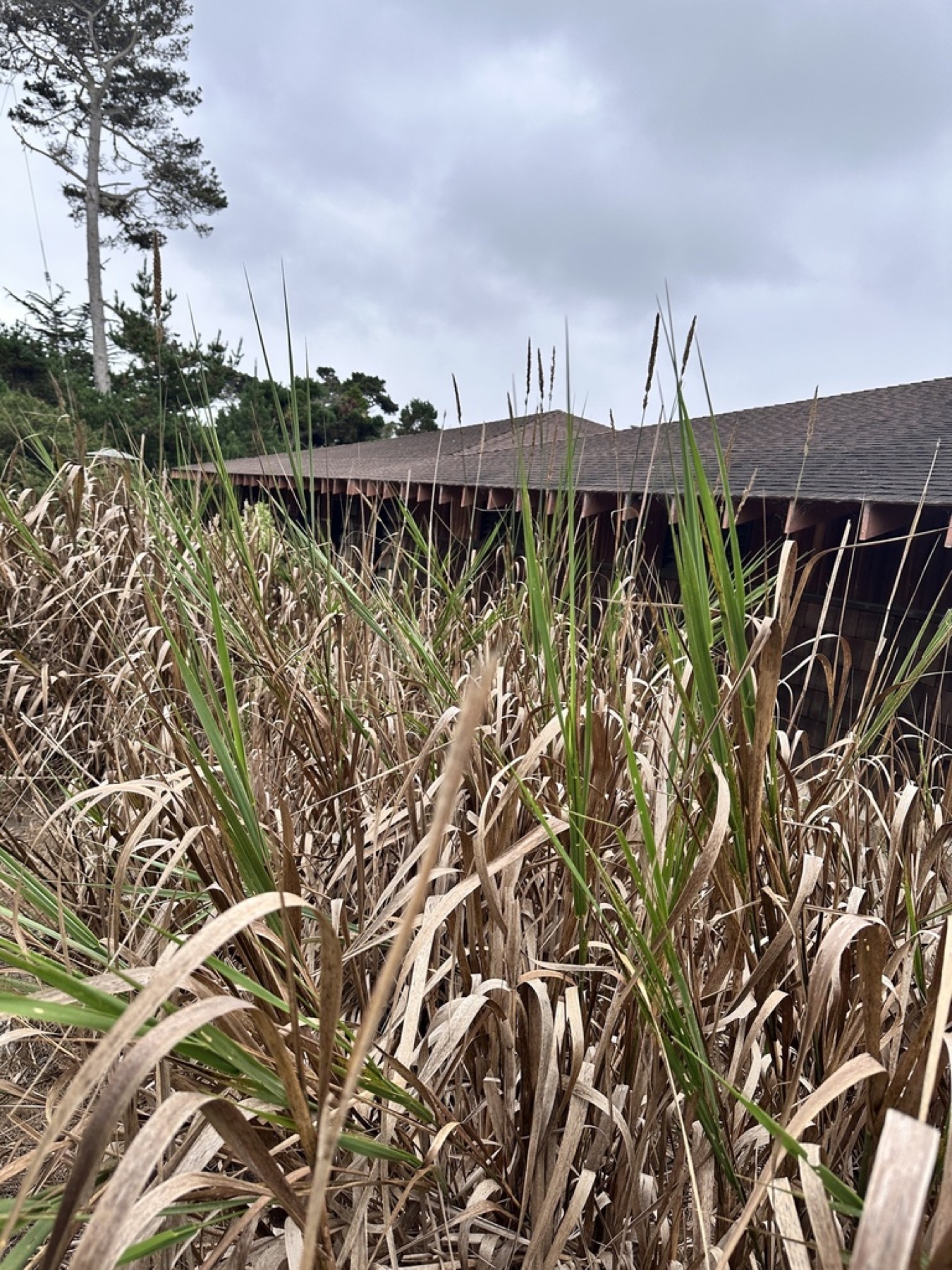 Giant Wild Rye — photo 15
