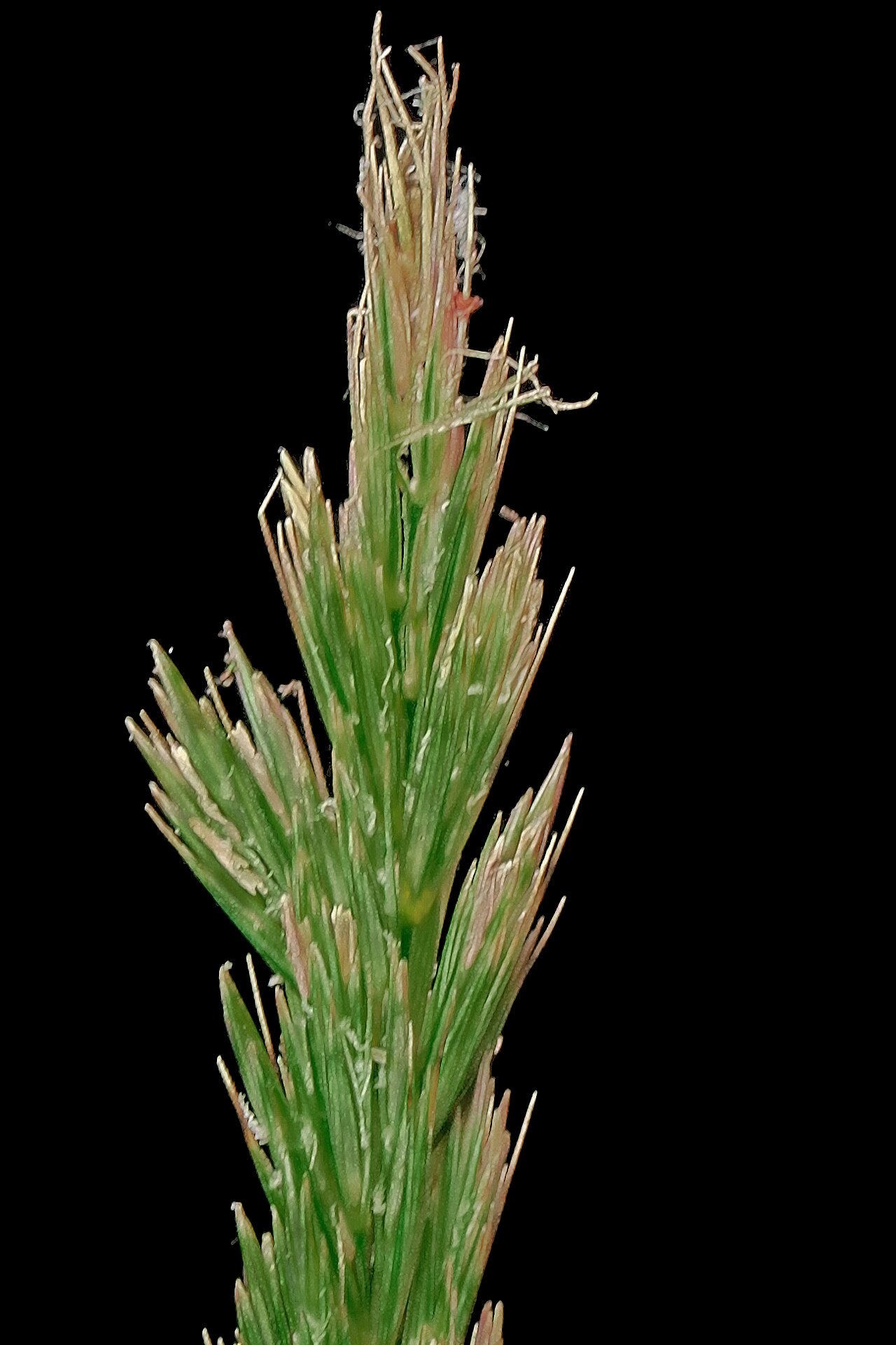 Giant Wild Rye — photo 19