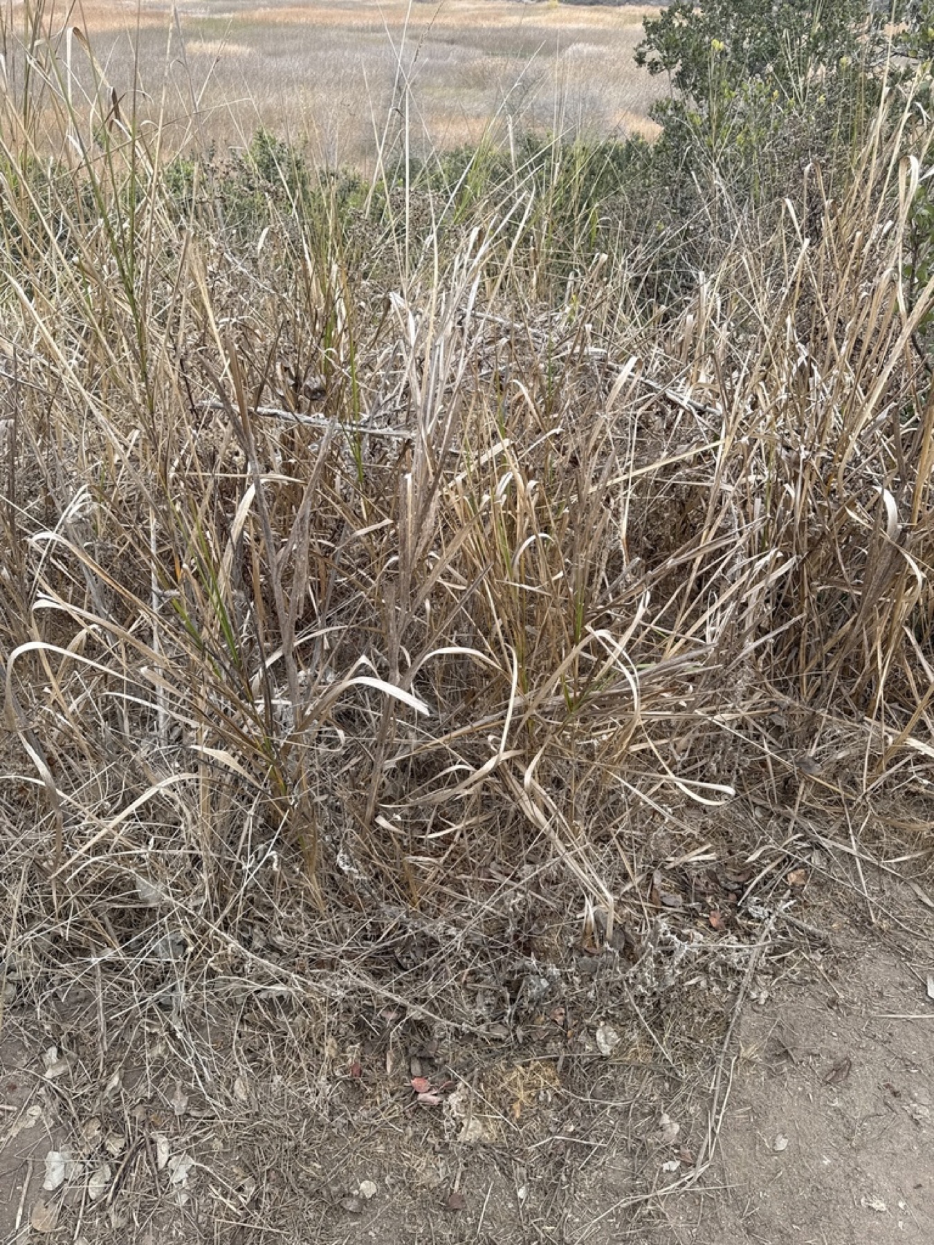 Giant Wild Rye — photo 16