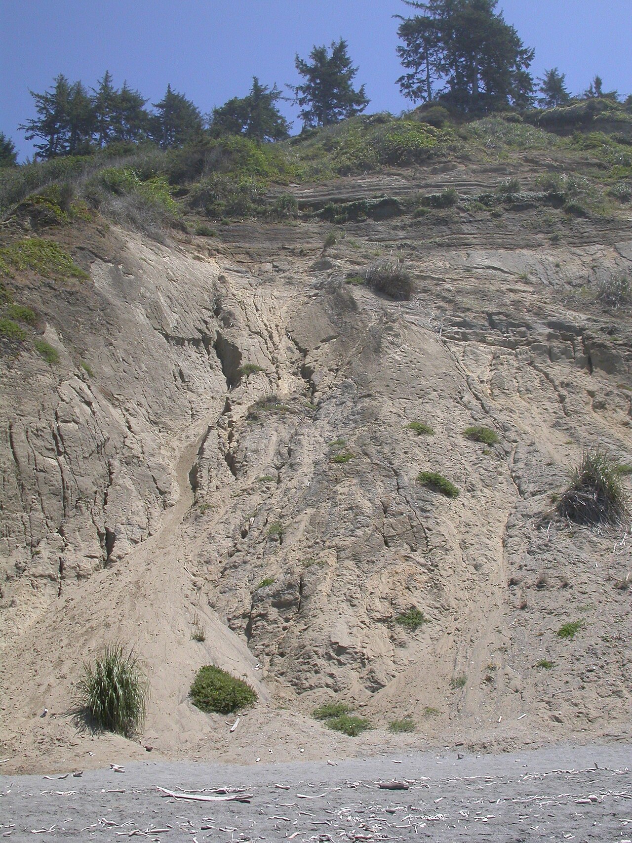 Giant Wild Rye — photo 20