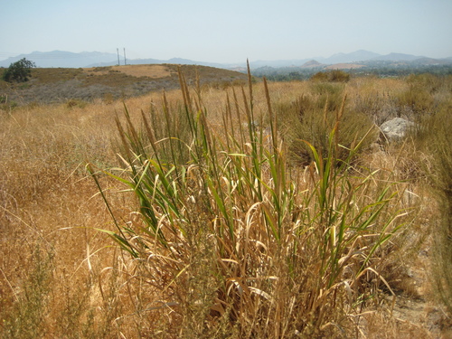 Giant Wild Rye — photo 21