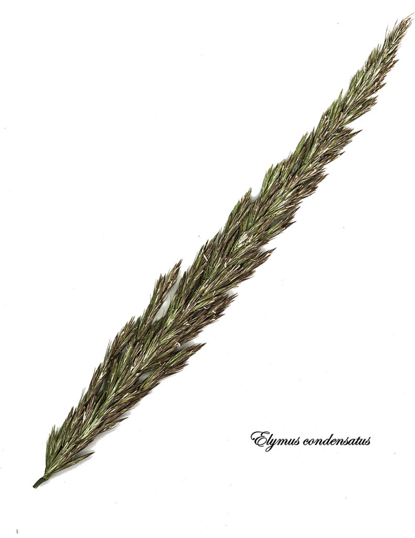 Giant Wild Rye
