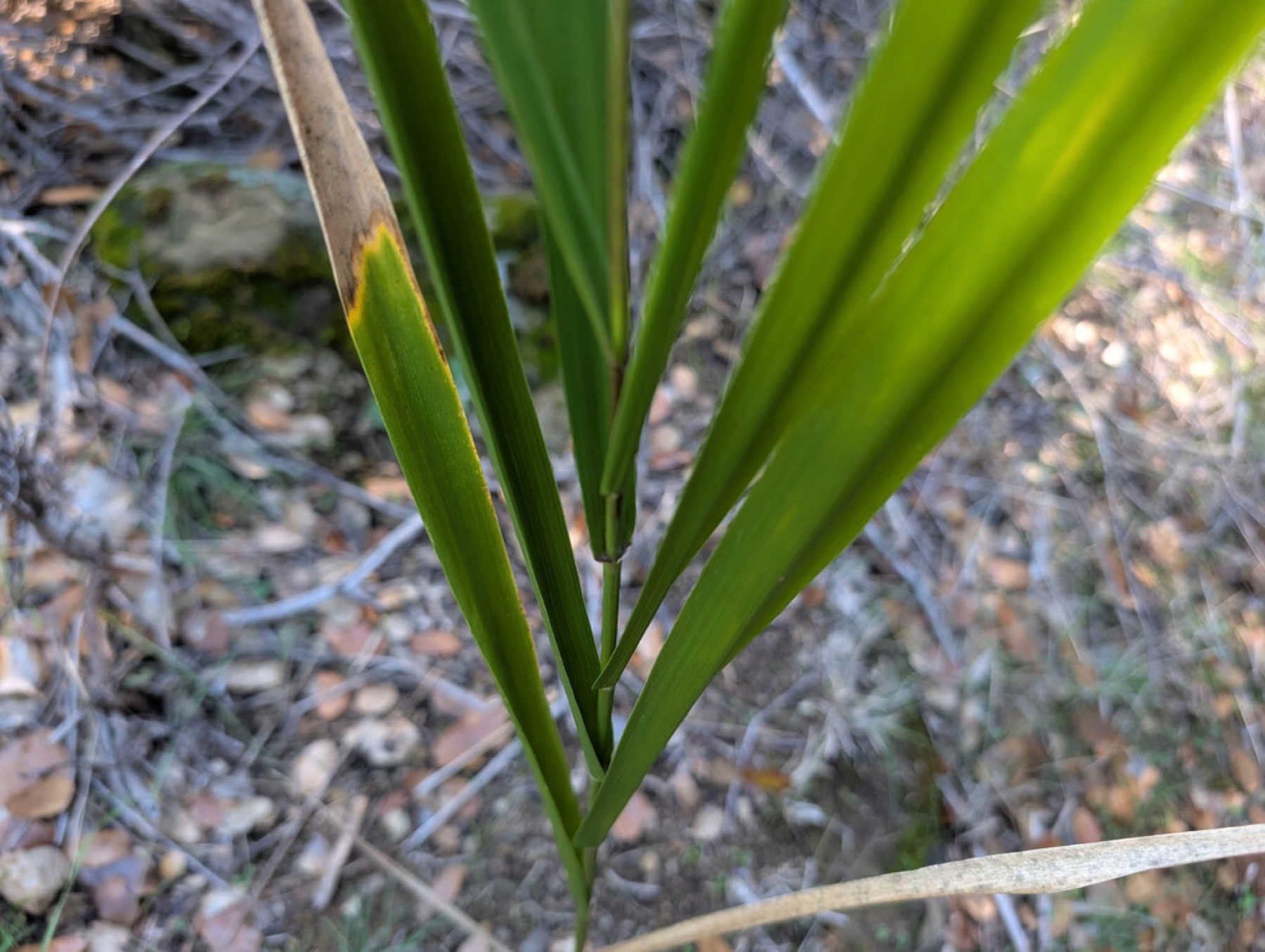 Giant Wild Rye — photo 2
