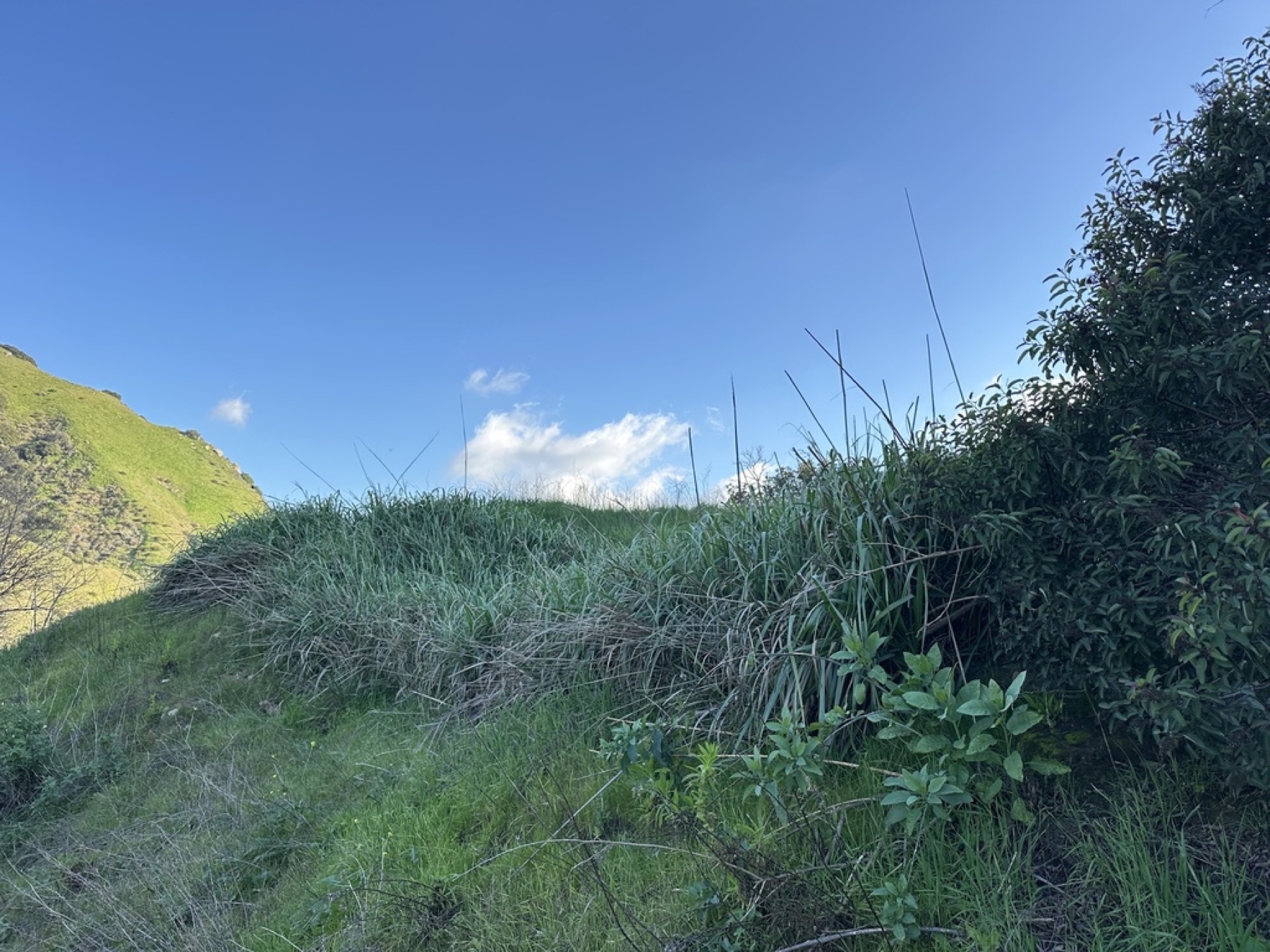 Giant Wild Rye — photo 3