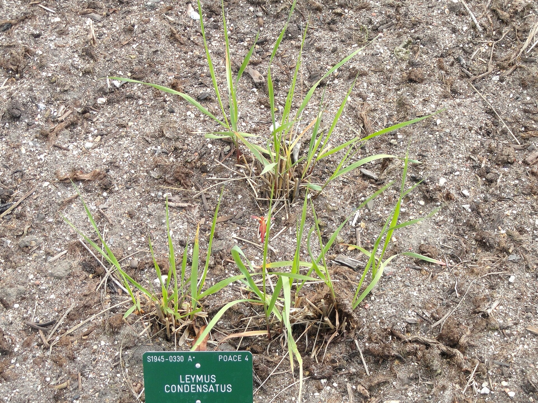 Giant Wild Rye — photo 4